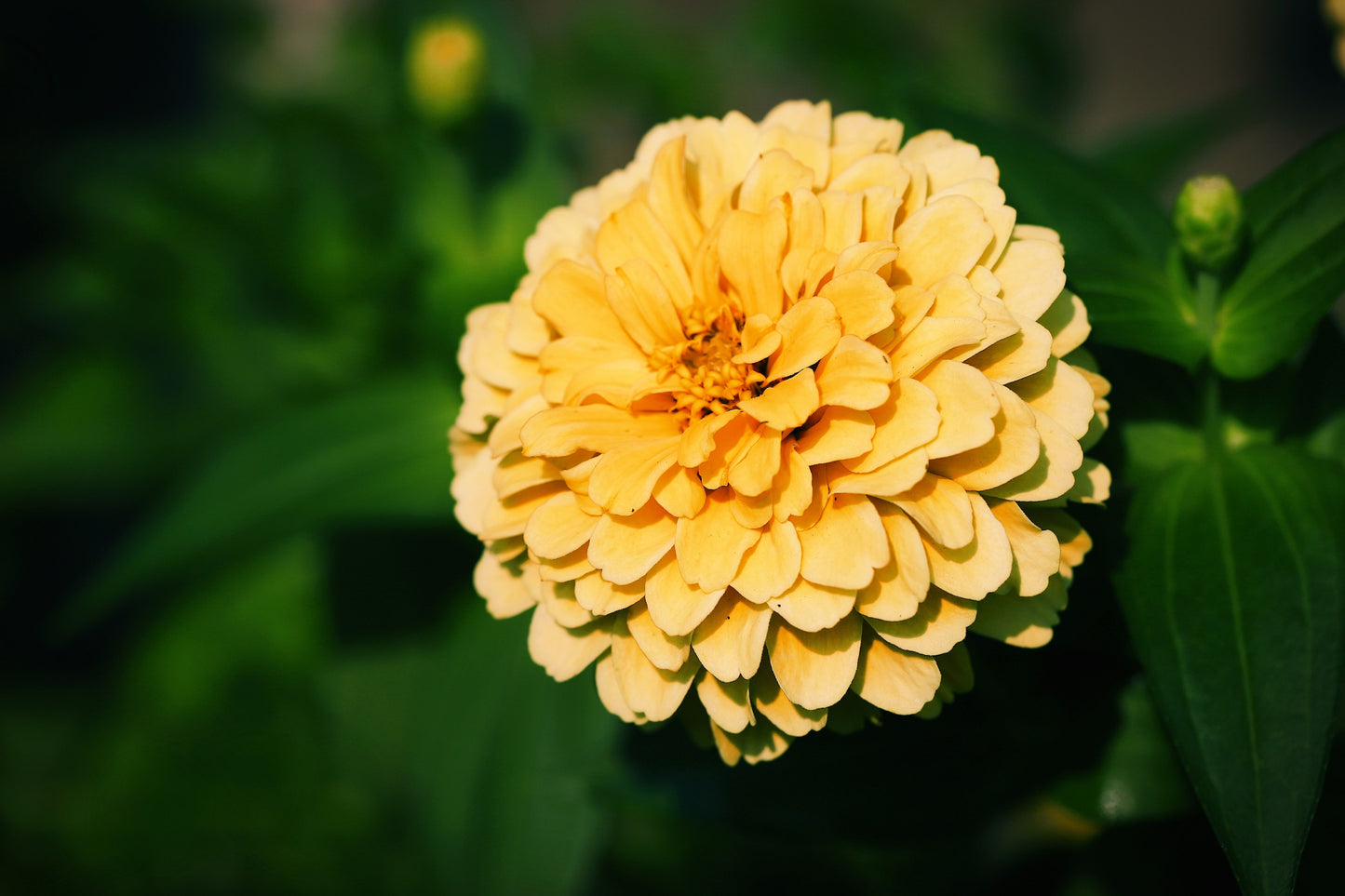 250 ISABELLINA ZINNIA Elegans Pastel Light Yellow Double Heirloom Flower Seeds