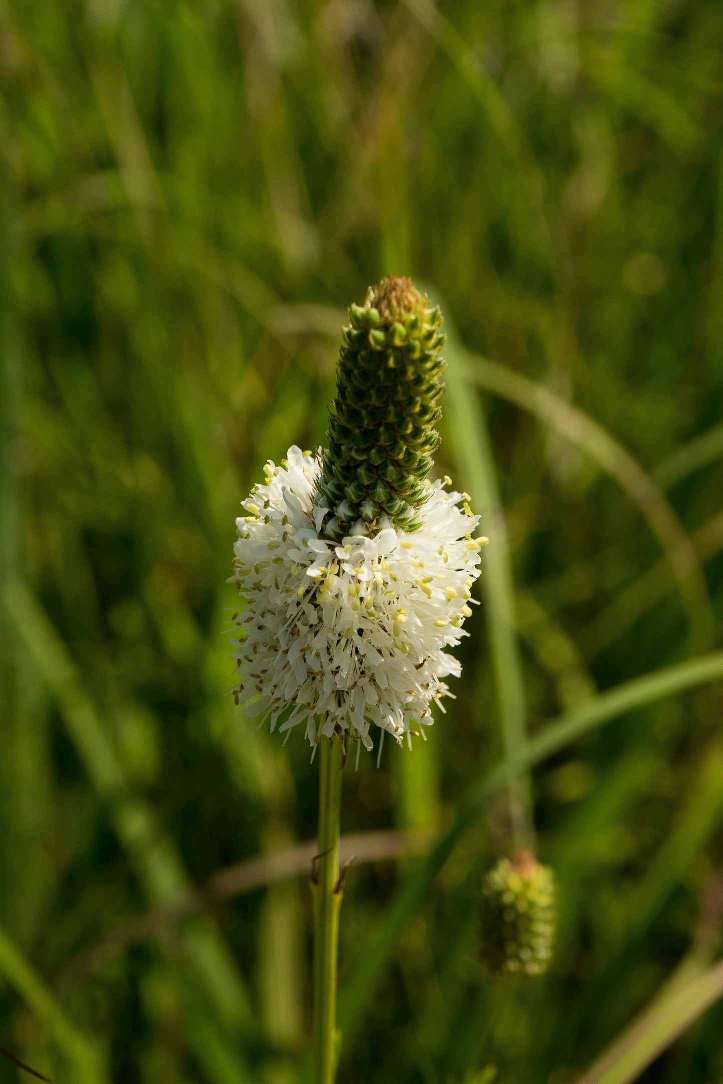 1000 WHITE PRAIRIE CLOVER Dalea Candida Flower Seeds