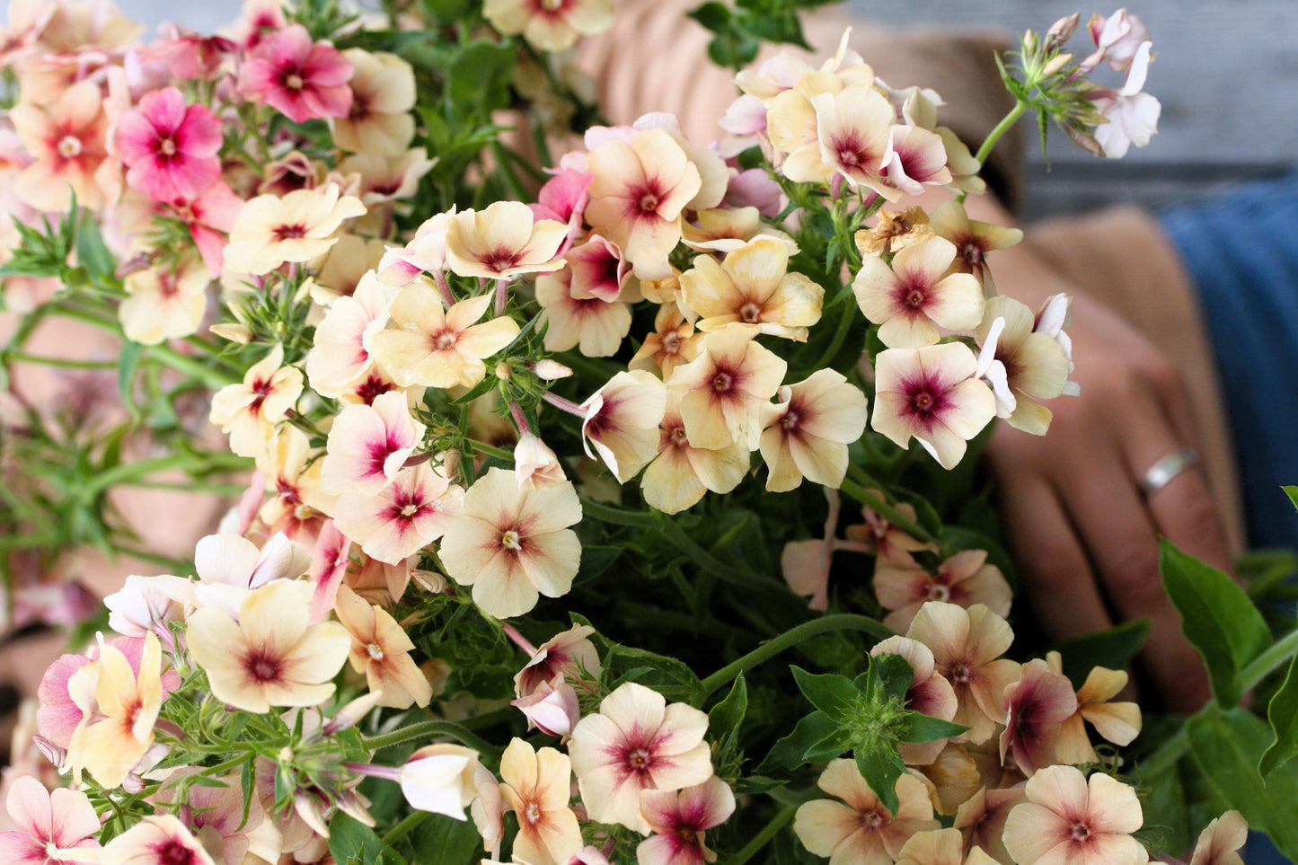 50 CHERRY CARAMEL PHLOX Drummondii Bicolor Pink Flower Seeds