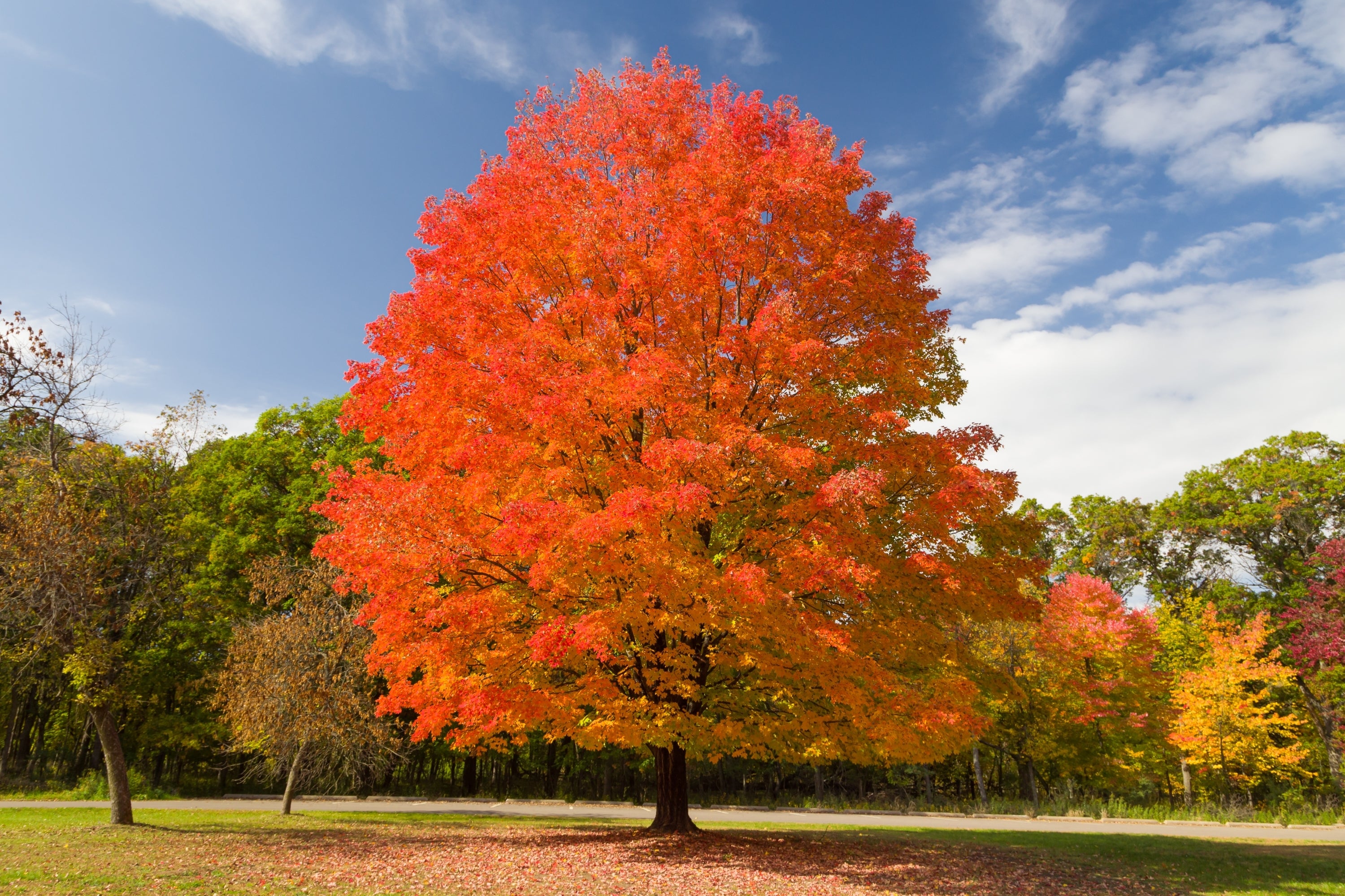 shutterstock_2210765983.jpg?v=