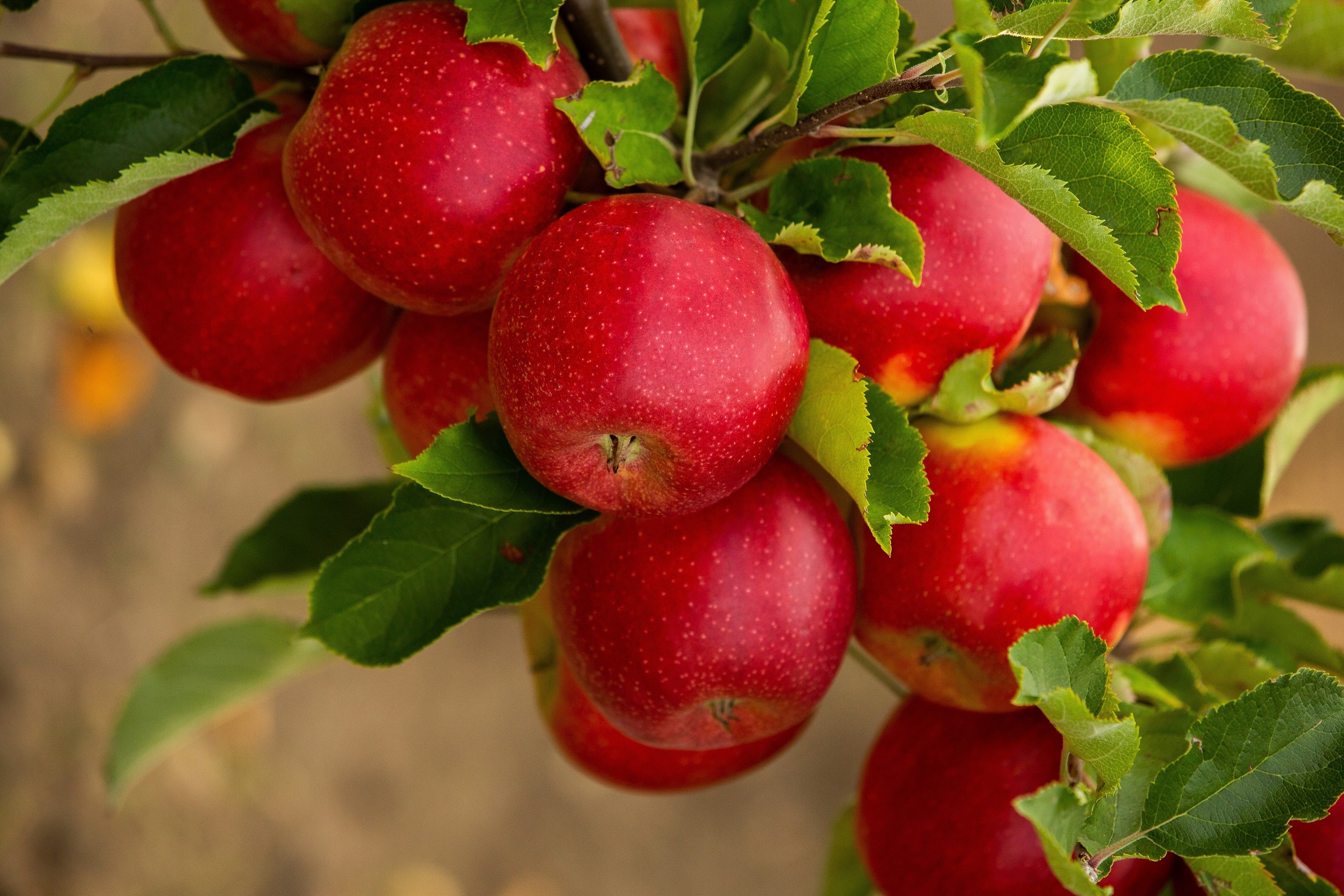 Malus pumila (Paradise Apple, Red Delicious Apple) – MySeedsCo