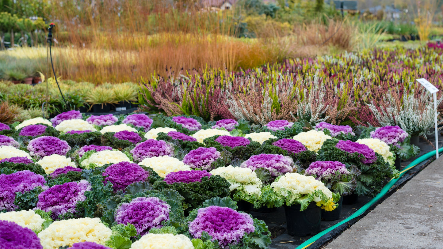 50 MIXED ORNAMENTAL CABBAGE Flowering Cabbage Brassica Oleracea Seeds