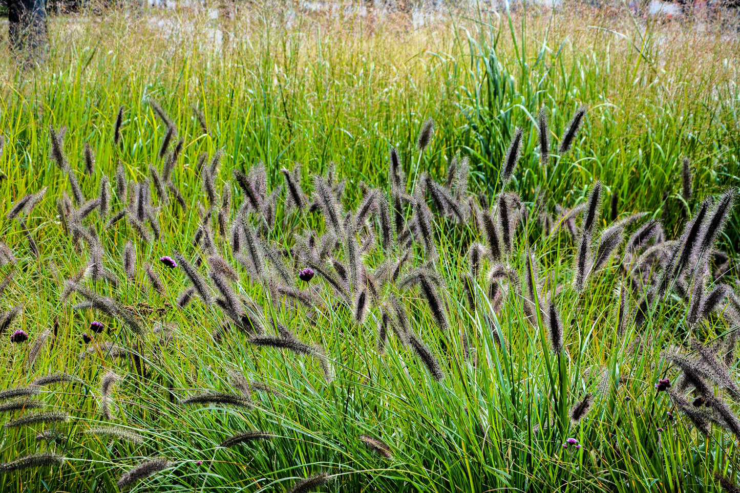 10 Dwarf BLACK FOUNTAIN GRASS Pennisetum Alopecuroides Viridescens Hardy Ornamental Seeds
