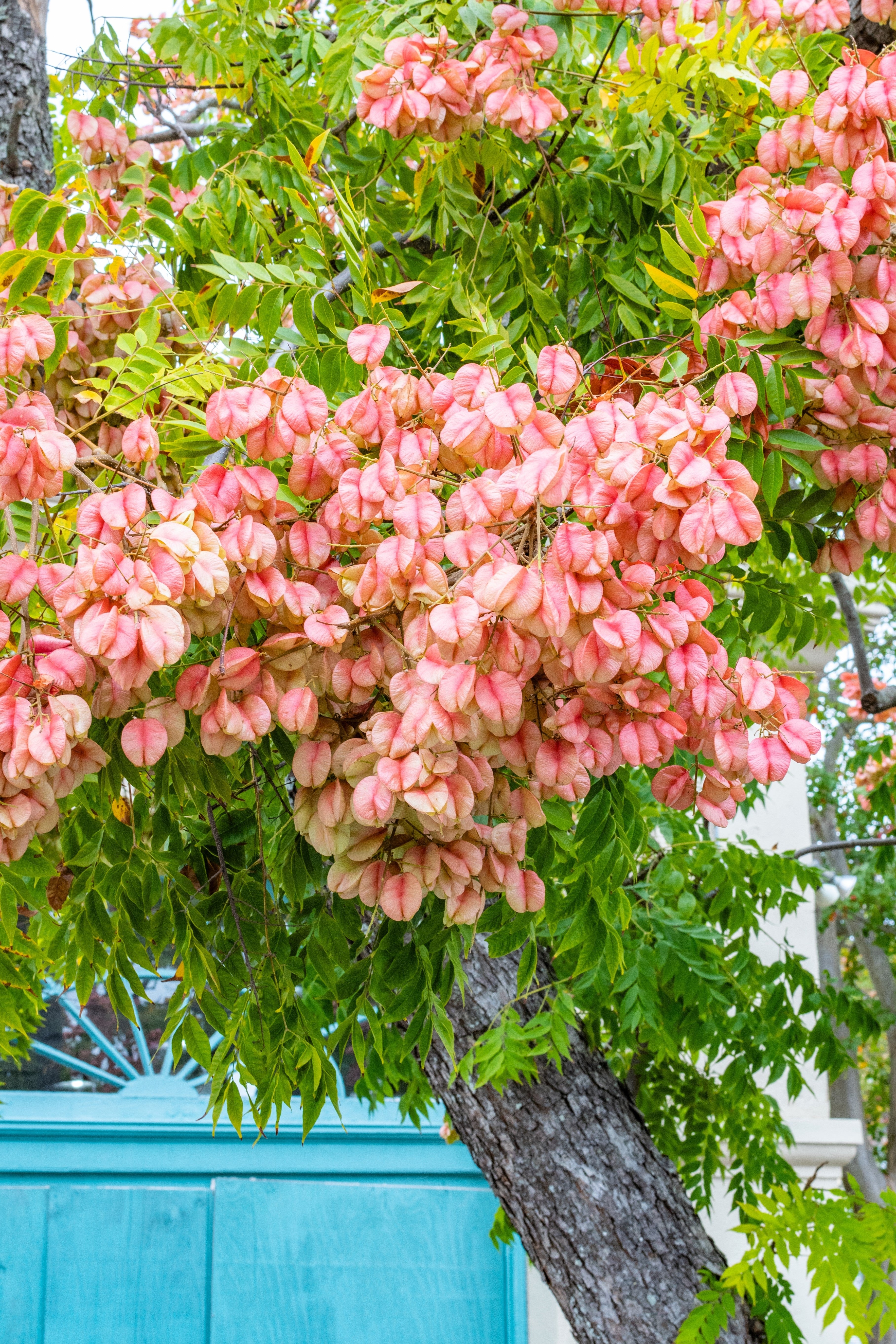 planting flame tree seeds 10 CHINESE FLAME TREE Koelreuteria Bipinnata Lantern Rain Yellow Pink – Seedville USA