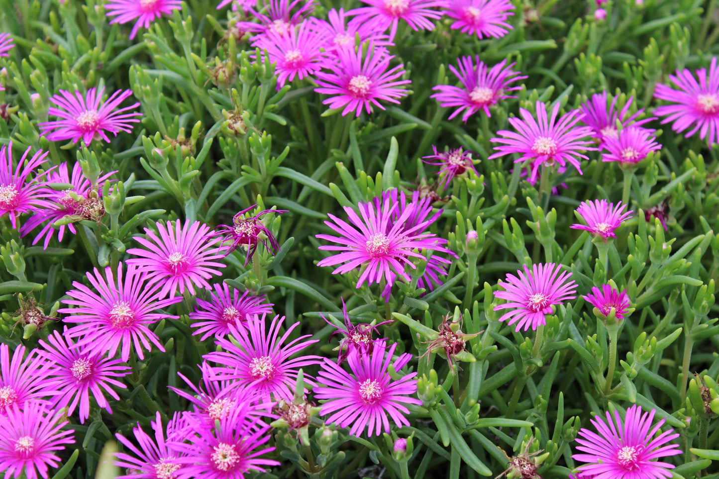25 Table Mountain ICE PLANT Magenta Fuchsia Delosperma Cooperi Hardy Pink Carpet Flower Seeds