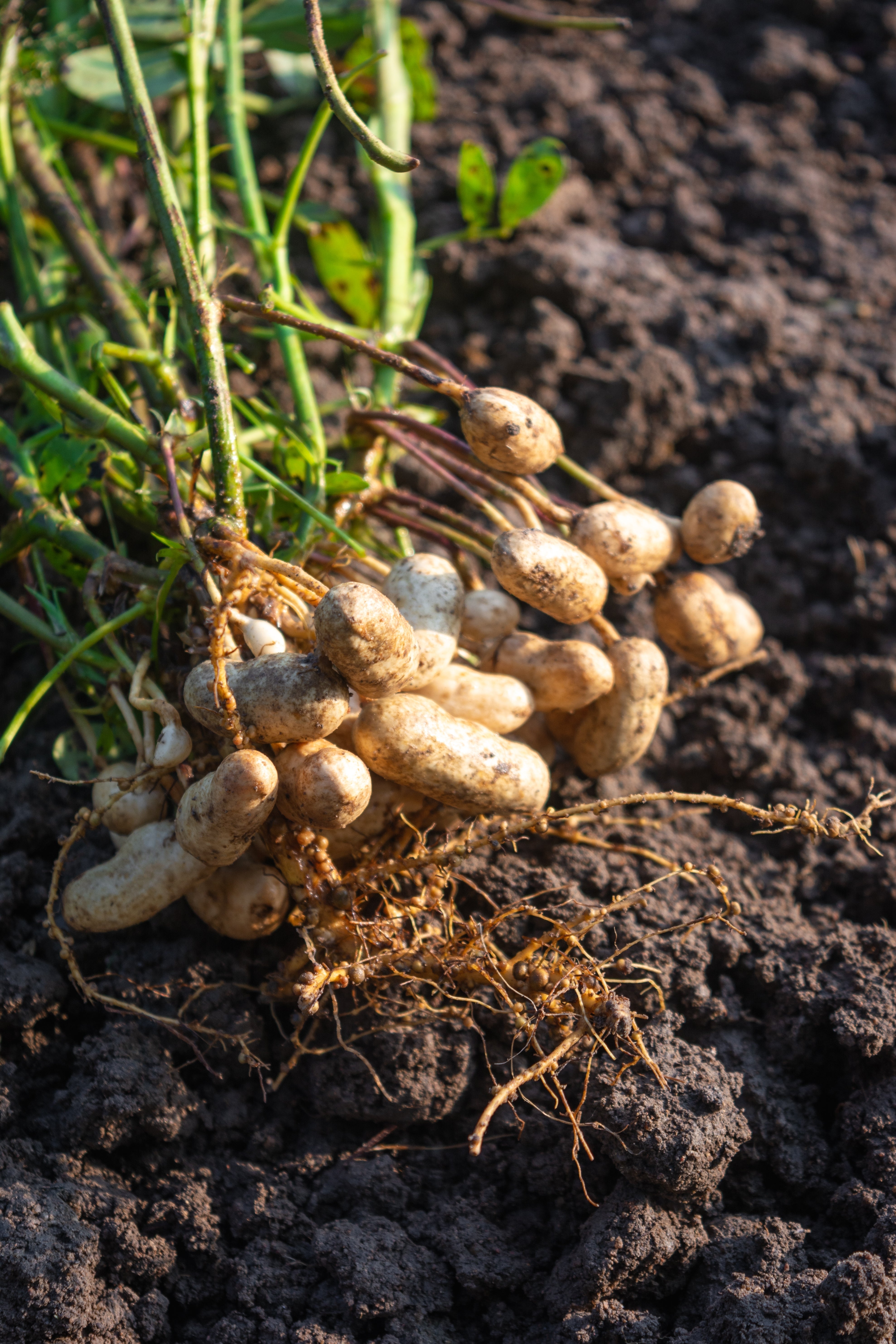 peanut seeds for planting near me 15 Seeds TENNESSEE RED PEANUT Valencia Arachis Hypogaea Perennial Nut Plant