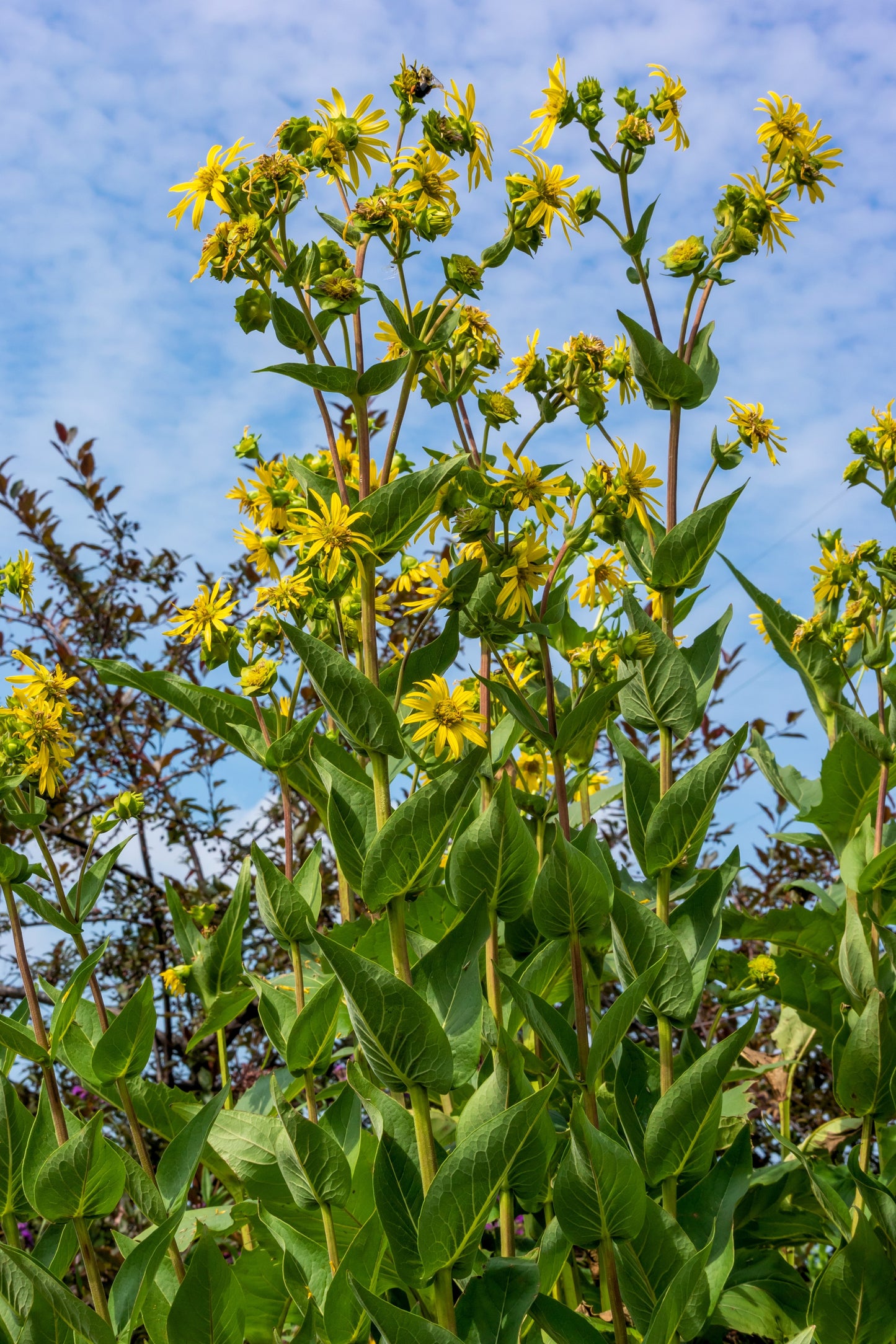 10 Yellow COMPASS PLANT Silphium Laciniatum Prairie Compassplant 4" Flower Seeds