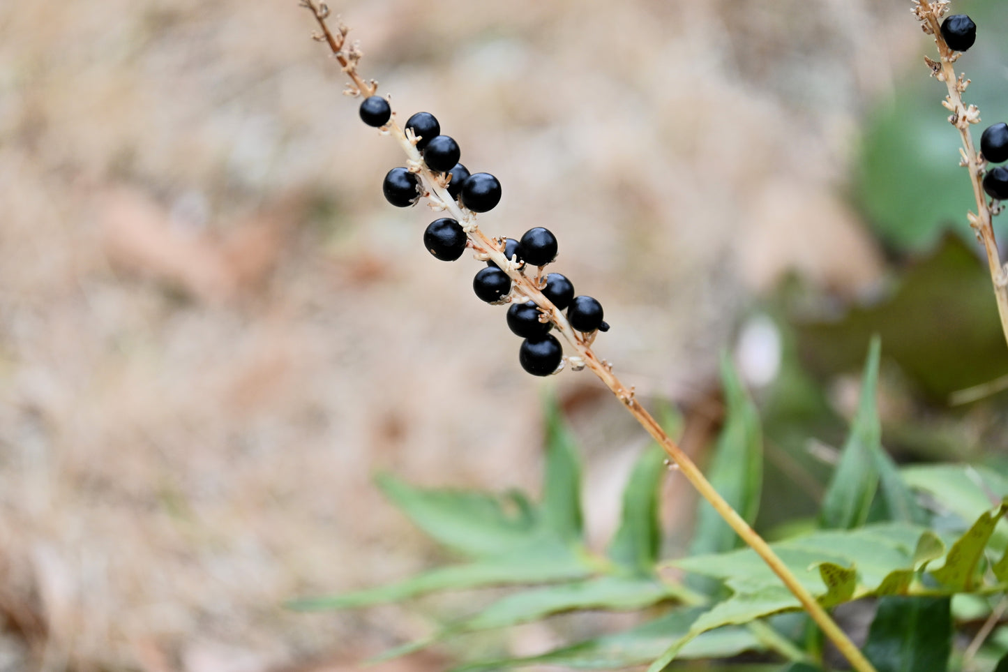 5 LILYTURF Liriope Muscari aka Big Blue Lily Turf / Monkey Grass Flower Seeds