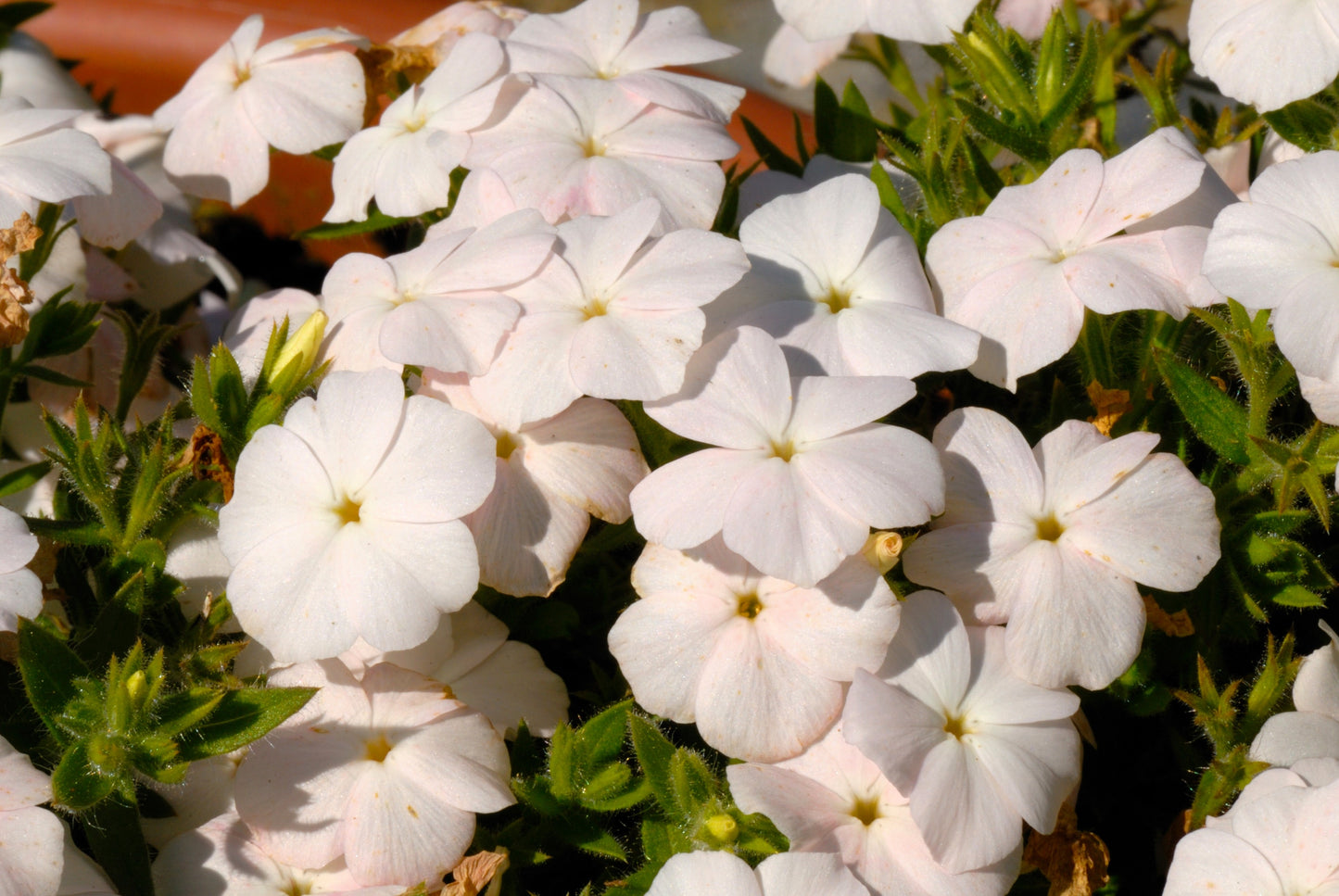 100 PHLOX OF SHEEP Pastel Mix Phlox Drummondii Multicolor Flower Seeds