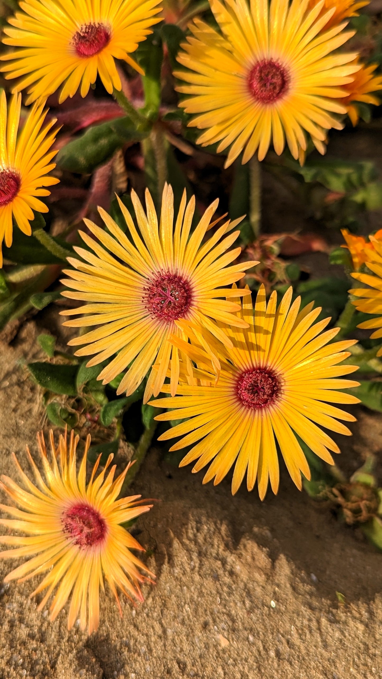 100 Gelato YELLOW ICE PLANT Mesembryanthemum Daisy Livingstone Succulent Flower Seeds