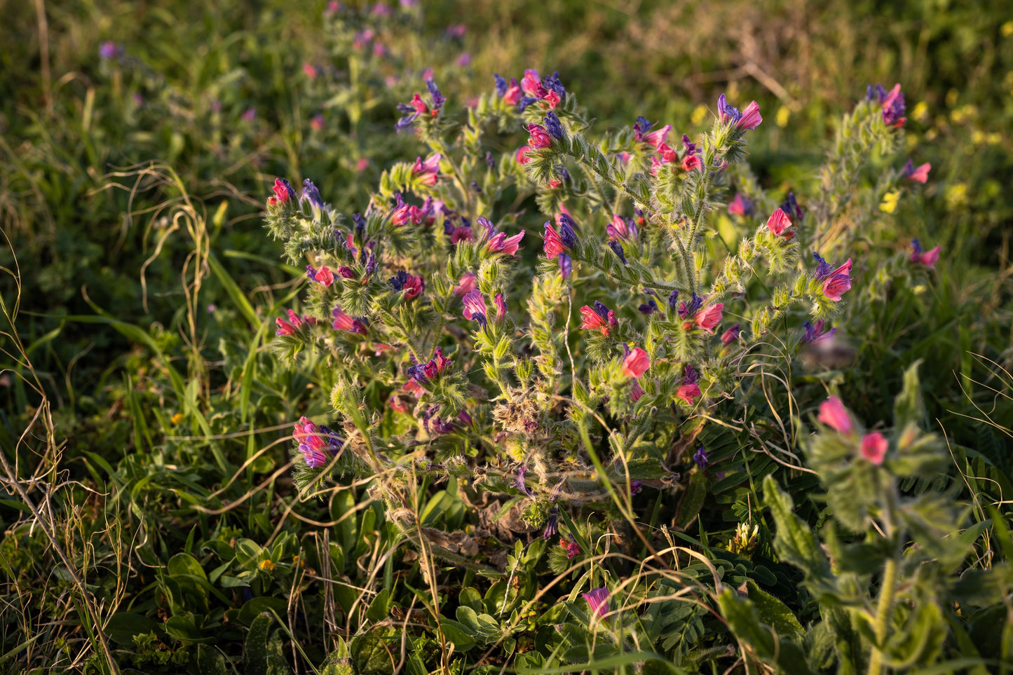 25 ROSE VIPER'S BUGLOSS Pink Echium Plantagineum Rose Bedder Flower Seeds