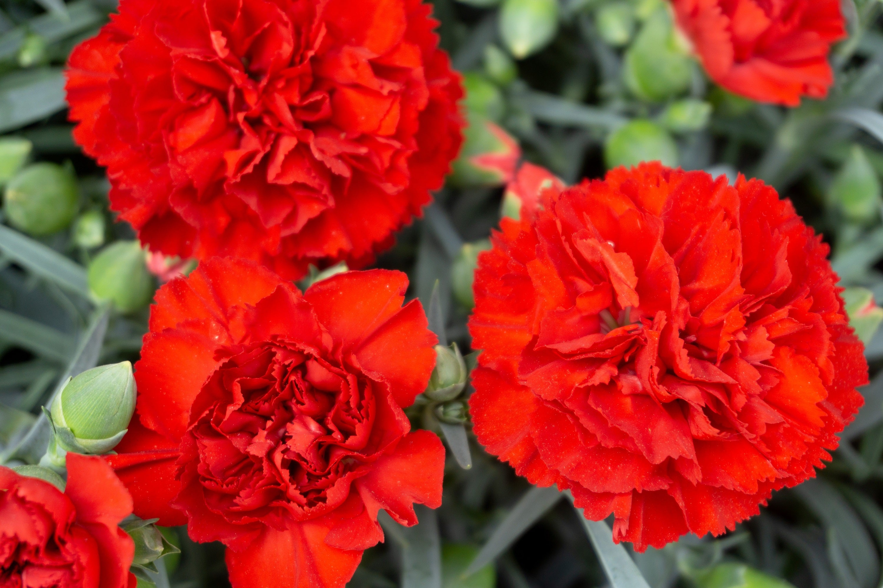 carnation seed to flower time 50 SCARLET RED CARNATION Dianthus Caryophyllus Grenadin Double Flower – Seedville USA