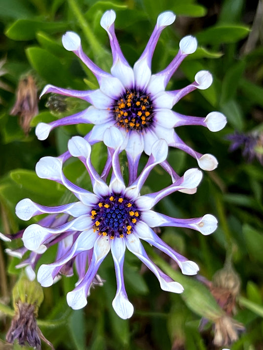 5 WHIRLIGIG OSTEOSPERMUM Fruticosum Pinwheel African Cape Daisy Flower Seeds