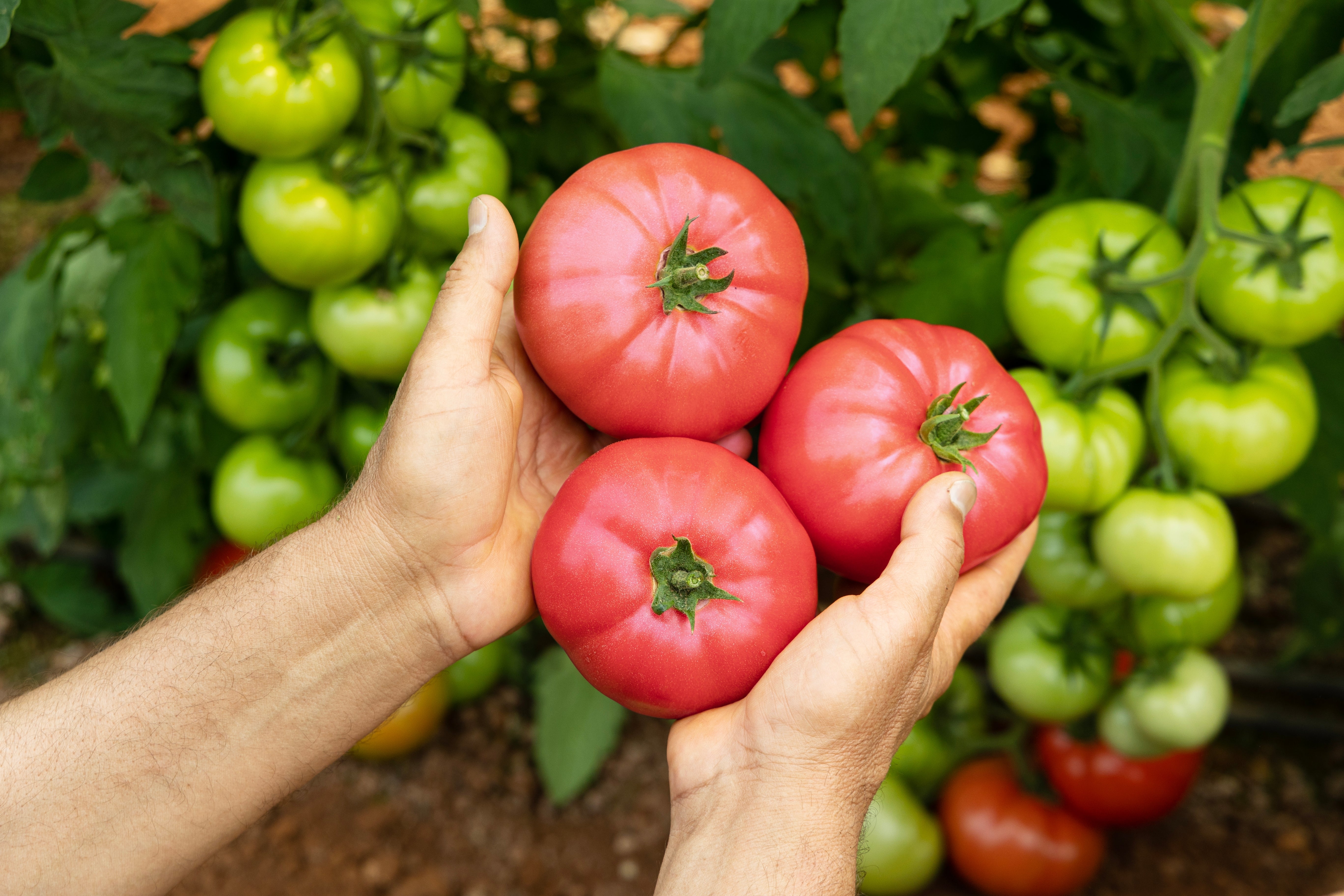 200 PINK PONDEROSA TOMATO Henderson's Lycopersicon Fruit Vegetable