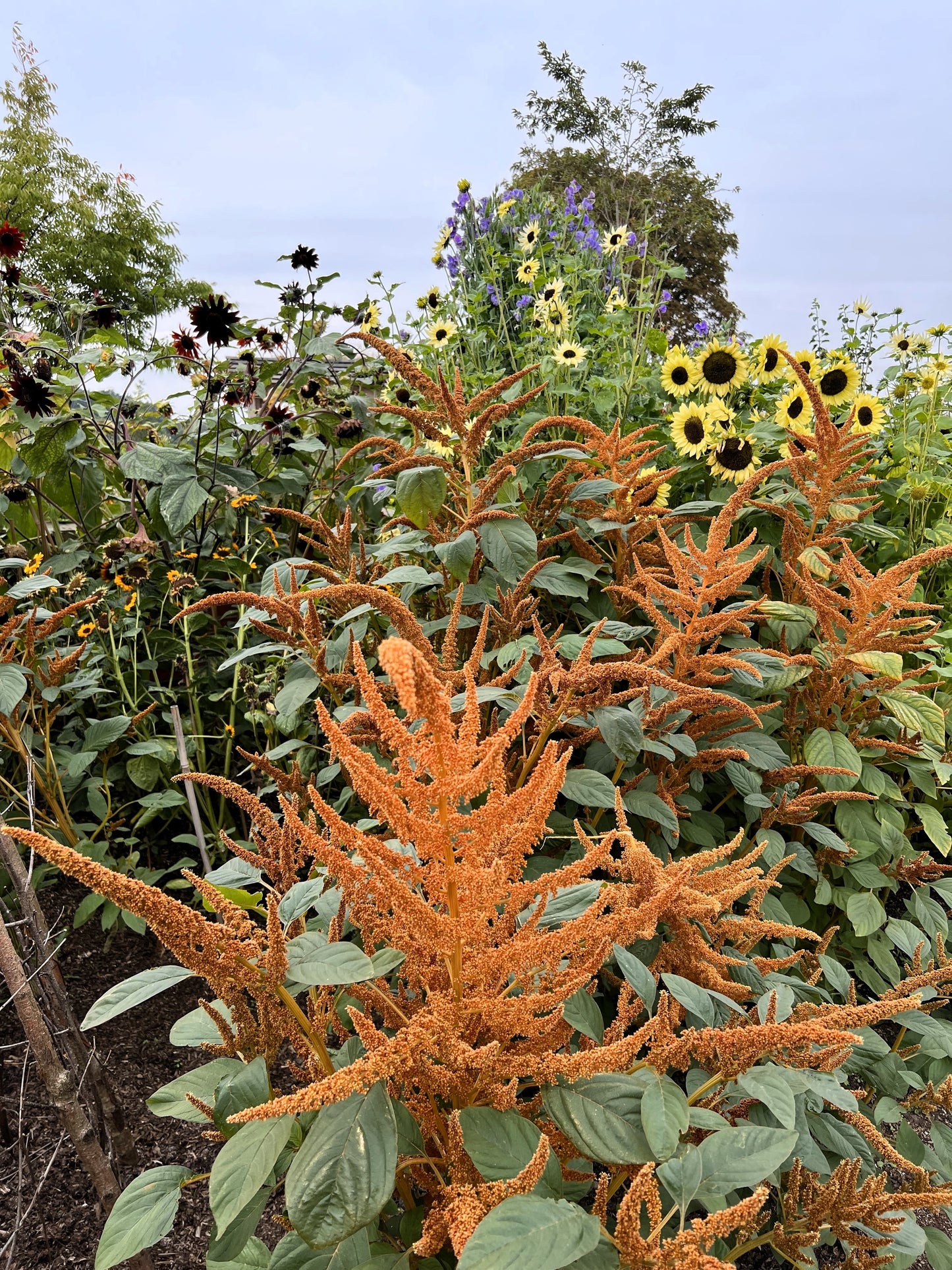 100 Pastel AUTUMNS TOUCH AMARANTHUS Cruentus Bronze Coral Apricot Flower Seeds