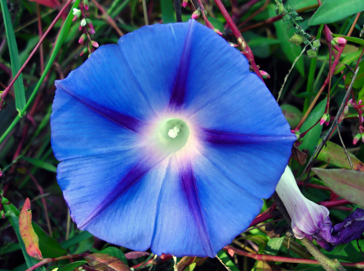 75 Blue STAR MORNING GLORY Ipomoea Tricolor Flower Vine Seeds