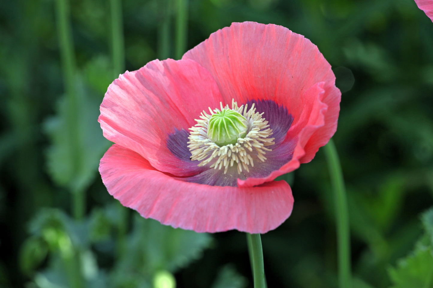100 HENS and CHICKS Poppy Hens & Chickens Breadseed Lettuce Leaf Papaver Somniferum Flower Seeds