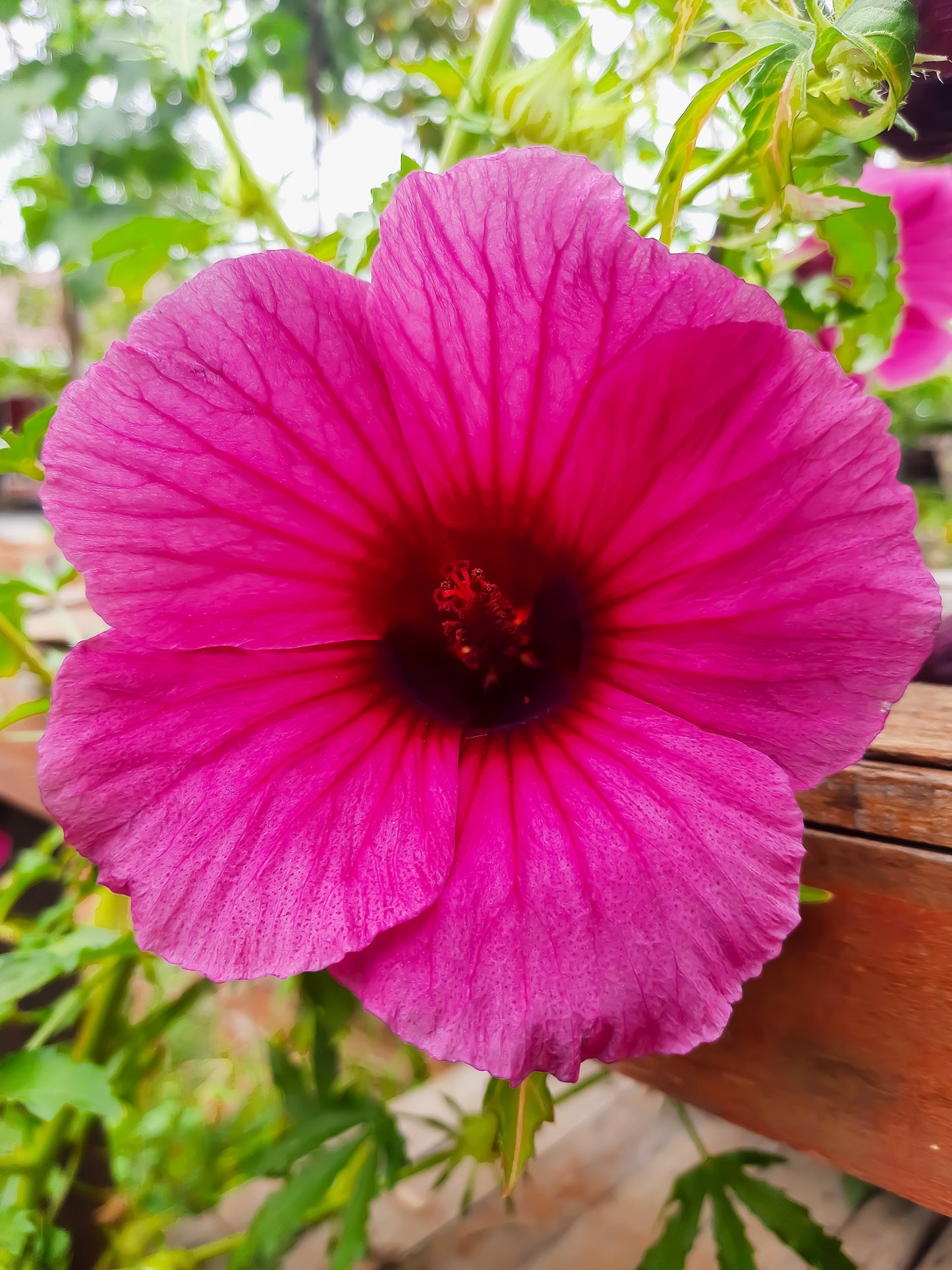 10 KENAF HIBISCUS Cannabinus Indian Hemp Red Flower Seeds