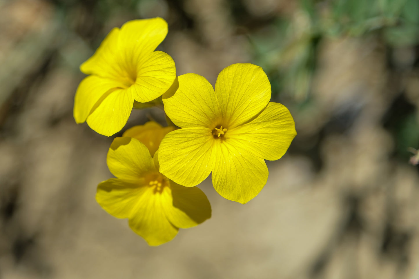500 Organic GOLDEN FLAX Yellow Linseed Common Linum Flavum Flower Seeds