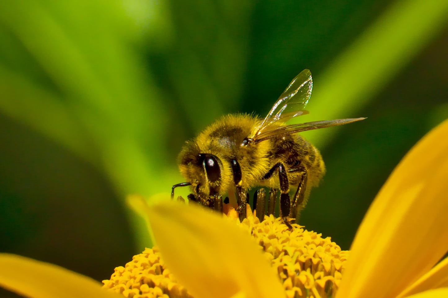 50 SUMMER SUN SUNDROPS Yellow Heliopsis Scabra False Sunflower Flower Seeds