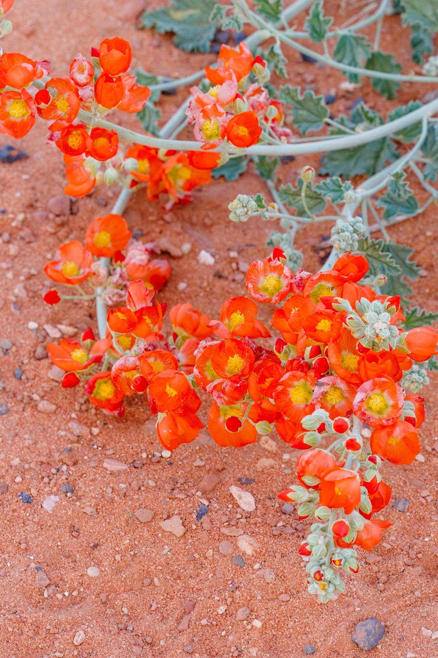 20 Apricot DESERT GLOBEMALLOW Mallow Sphaeralcea Ambigua Flower Seeds