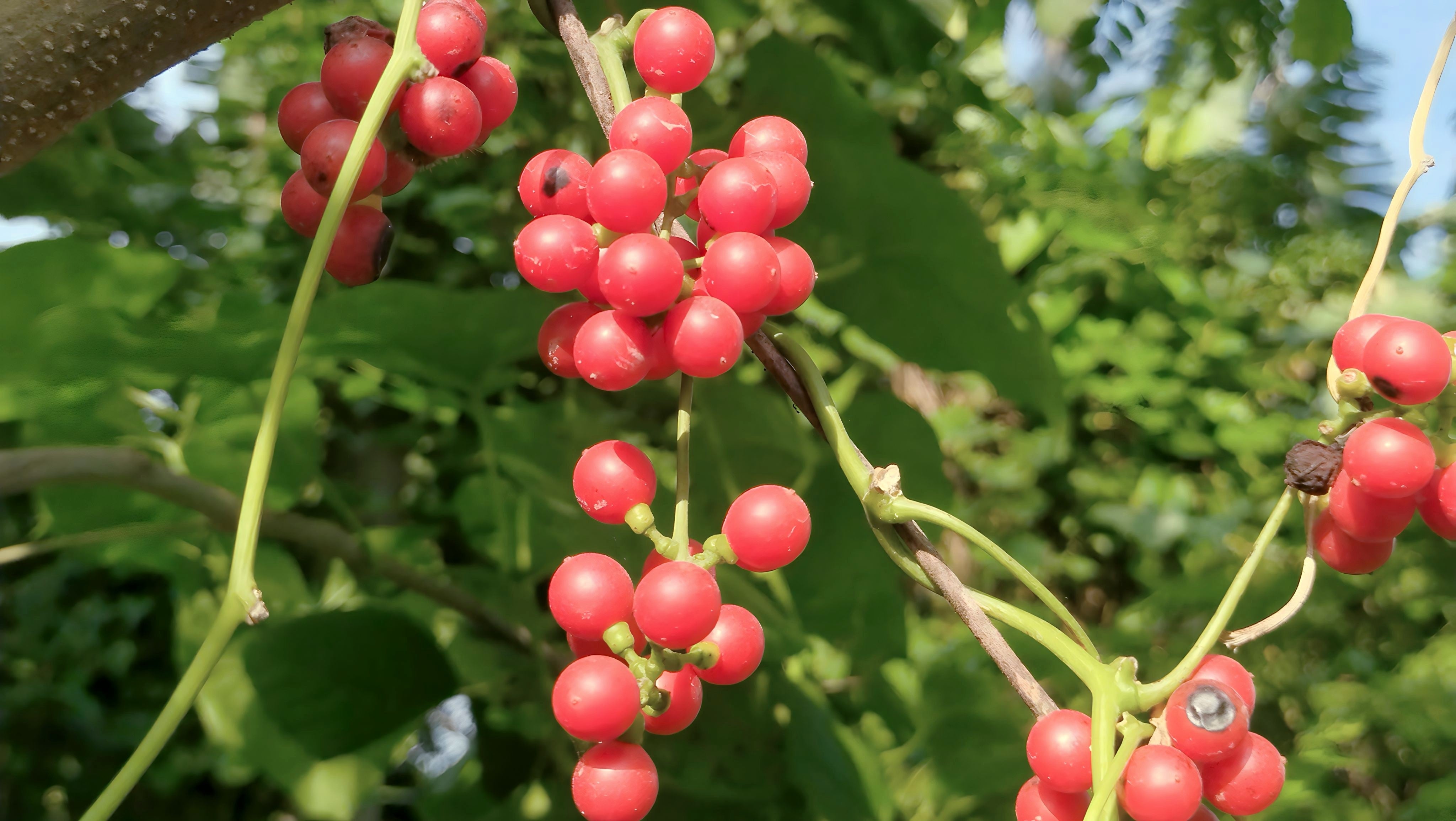 snail flower seeds 10 CAROLINA MOONSEED Snailseed / Coralbeads Flower Vine Cocculus Carolinus  Seeds