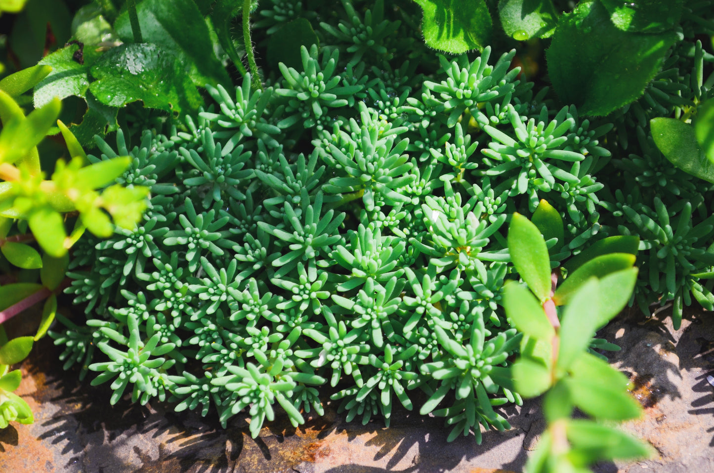 25 Spanish STONECROP / SEDUM HISPANICUM Groundcover Flower Seeds