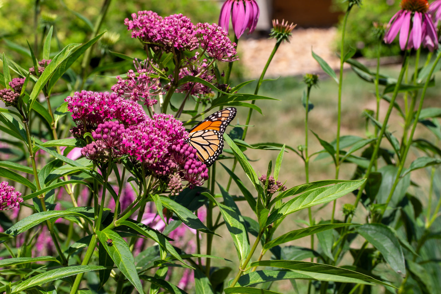 20 CINDERELLA MILKWEED Asclepias Incarnata Magenta (Pink-Purple) Flower Seeds