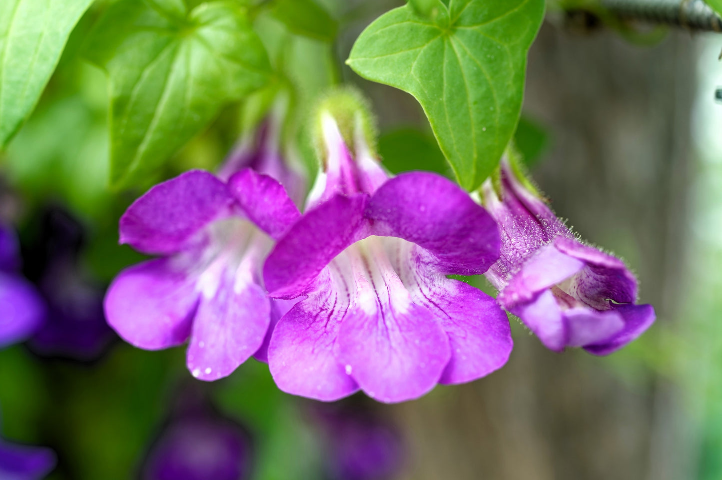 10 MIXED DRAGONSNAP VINE Asarina Scandens Climbing Snapdragon Pink Blue Red White Flower Seeds