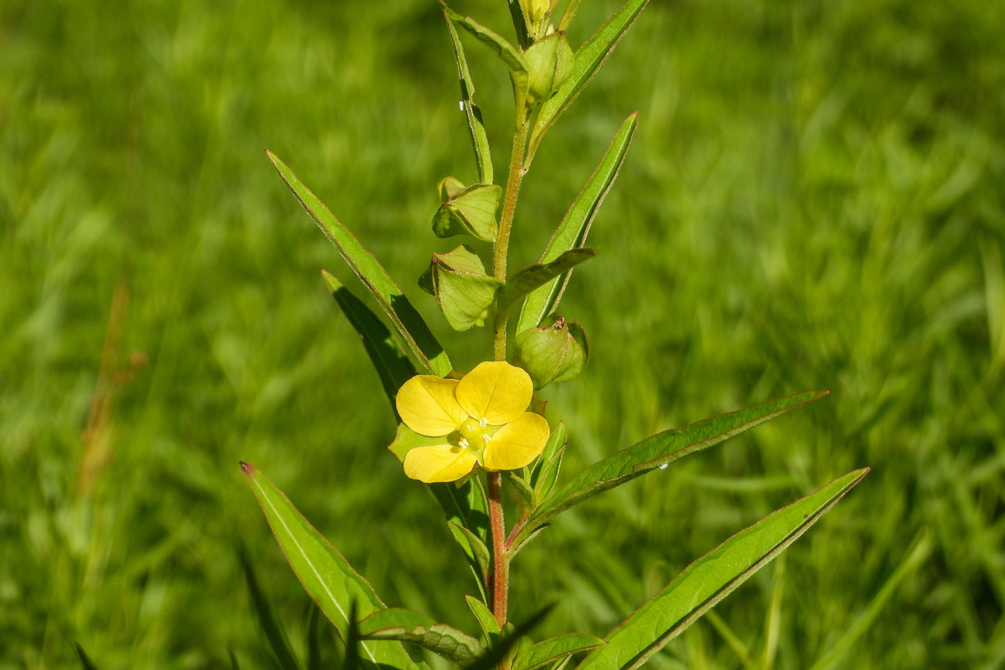 1000 Yellow SEEDBOX (Bushy Water Primrose / Rattlebox / False Loosestrife) Ludwigia Alternifolia Flower Seeds