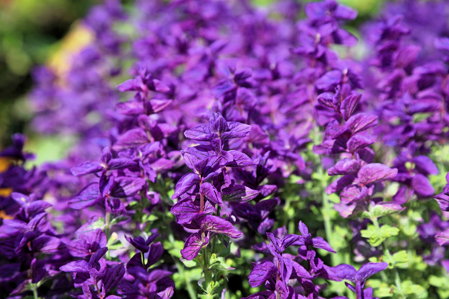 50 BLUE Monday CLARY SAGE Salvia Viridis Horminum Herb Flower Seeds