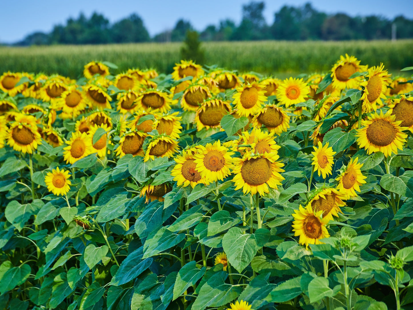 50 SKYSCRAPER SUNFLOWER Helianthus Annuus Flower Seeds