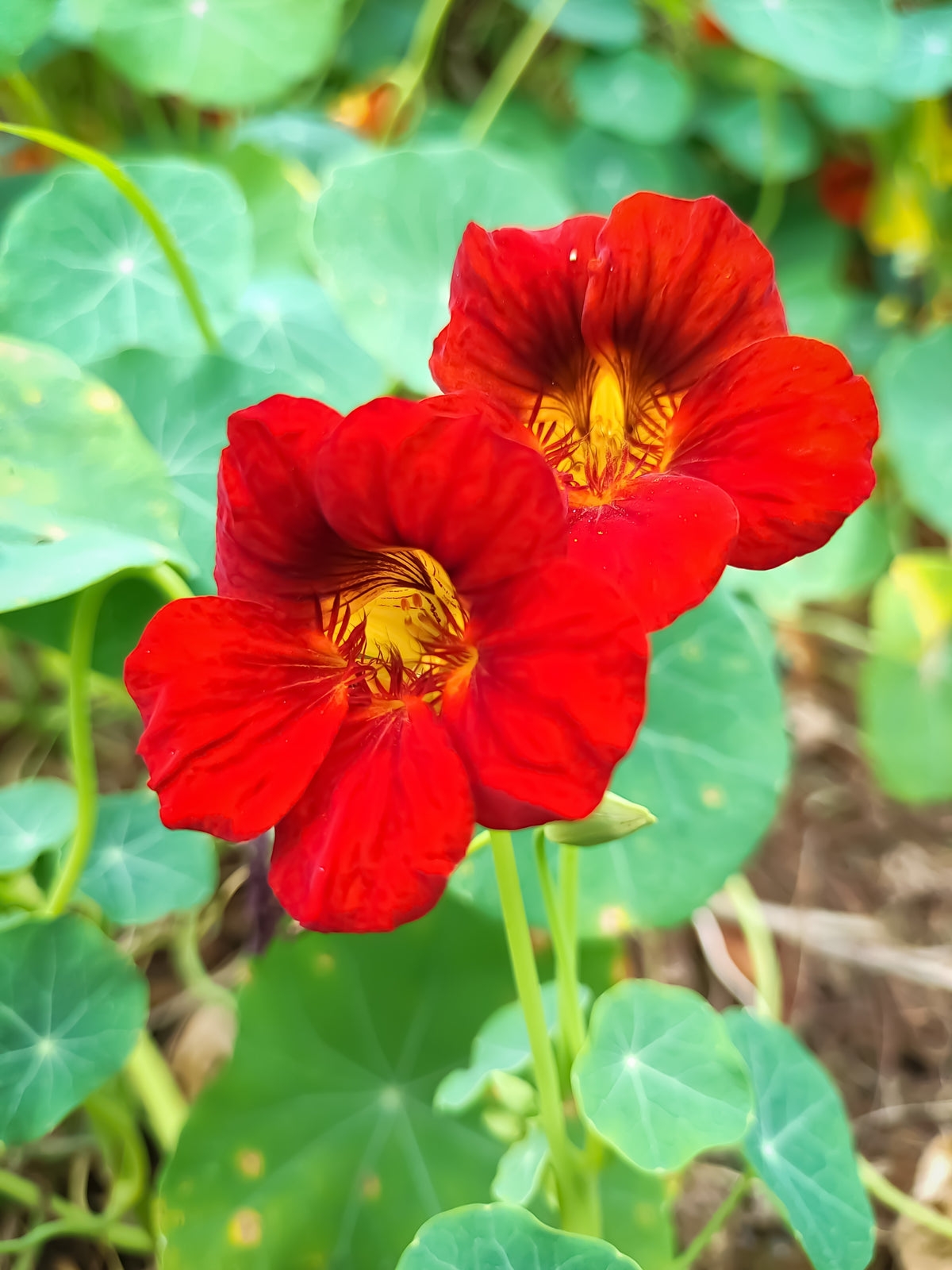 25 Dwarf RED EMPRESS NASTURTIUM Tropaeolum Majus Nanum Hummingbird Flower Seeds