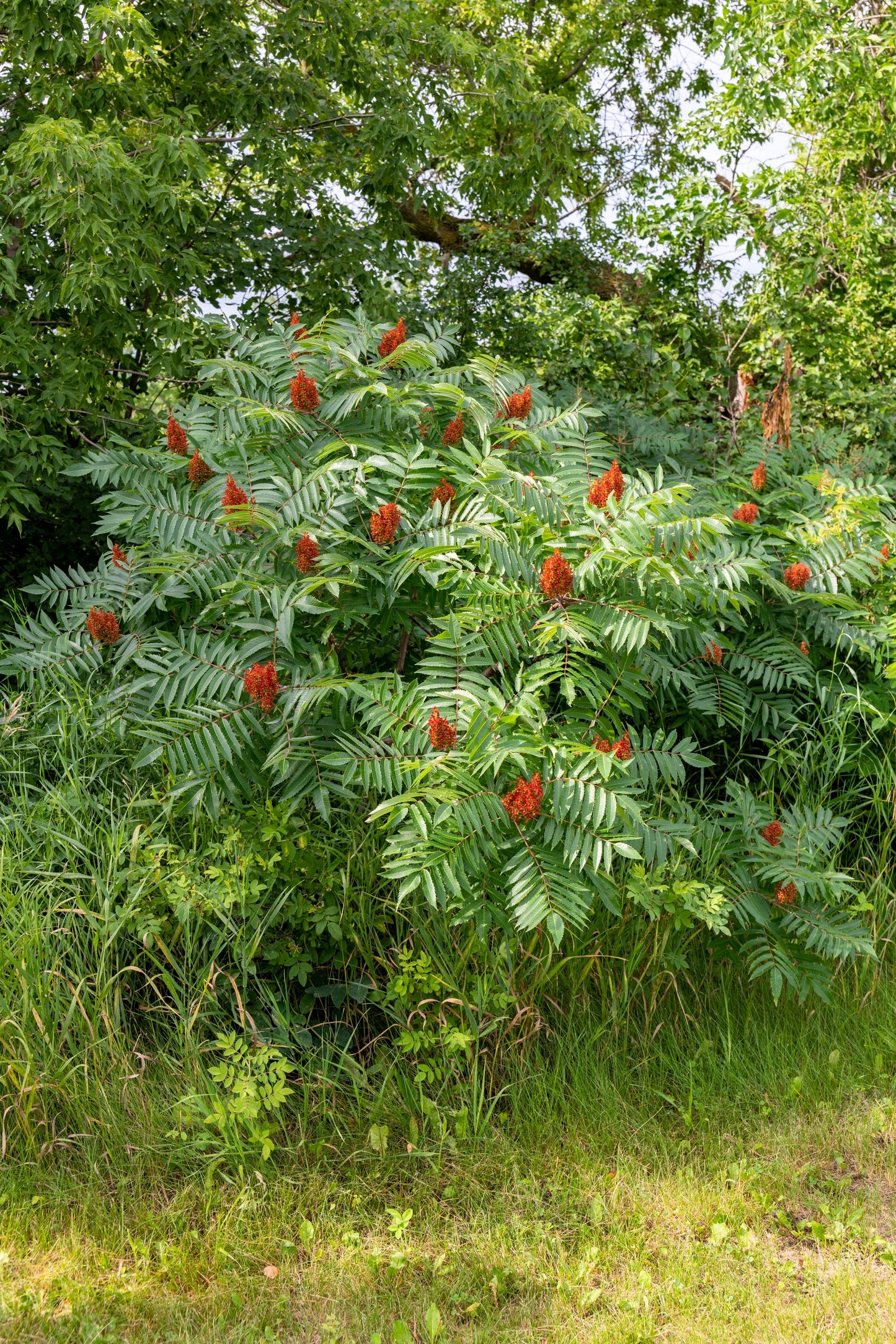 75 SMOOTH SUMAC TREE Red Berries Rhus Glabra Borealis Seeds