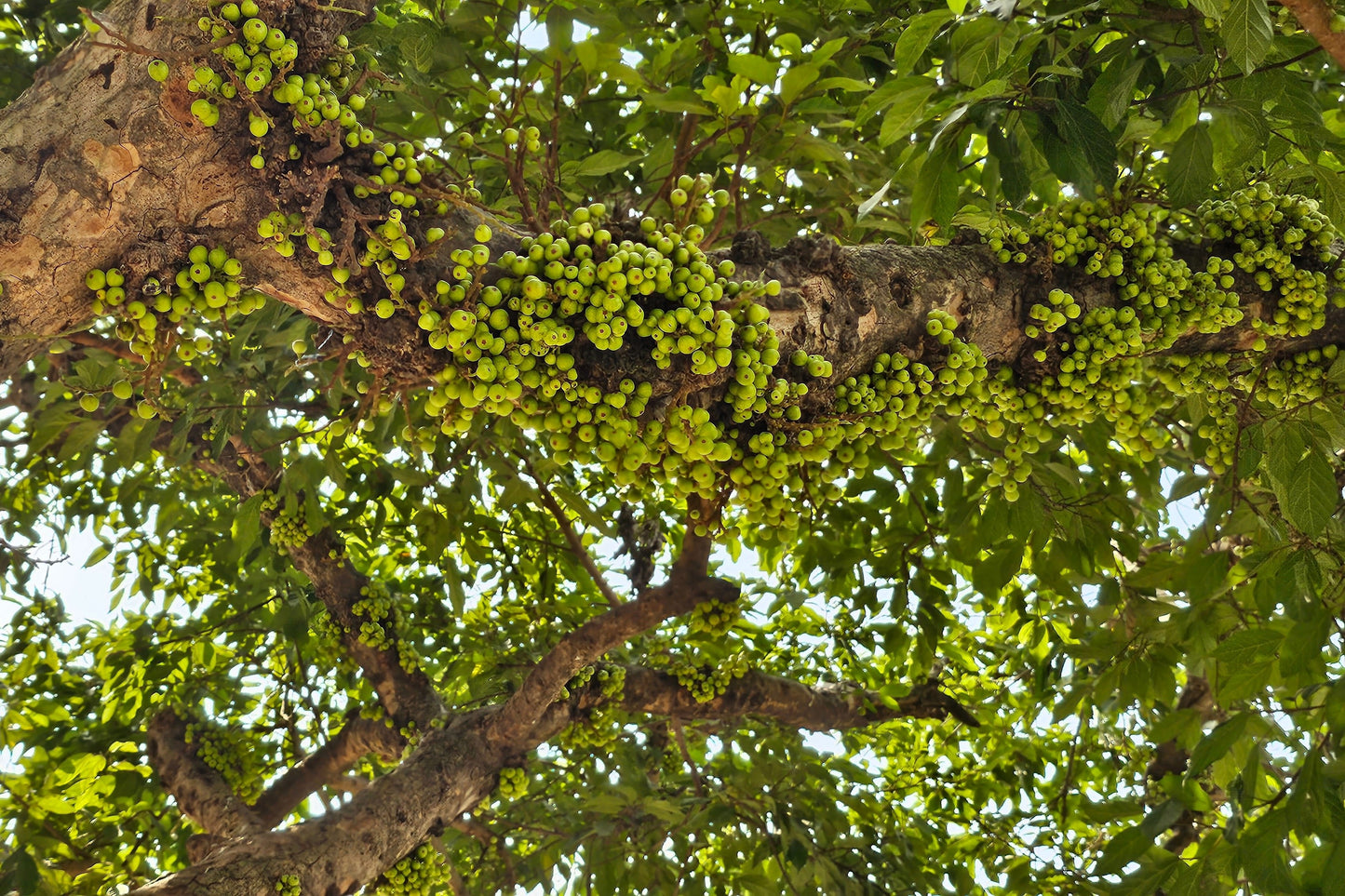 30 CLUSTER FIG Ficus Racemosa Red River Indian Guilar Tree Houseplant Seeds