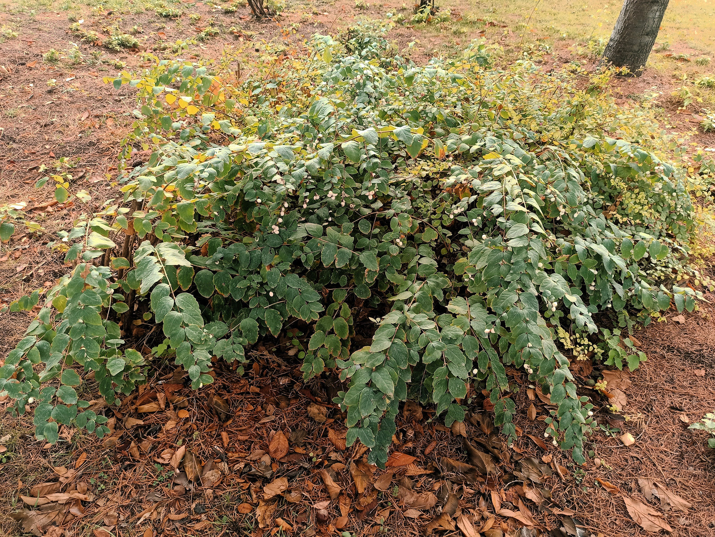 25 COMMON SNOWBERRY - WHITE Berries Pink Flowers Symphoricarpos Alba Shrub Seeds