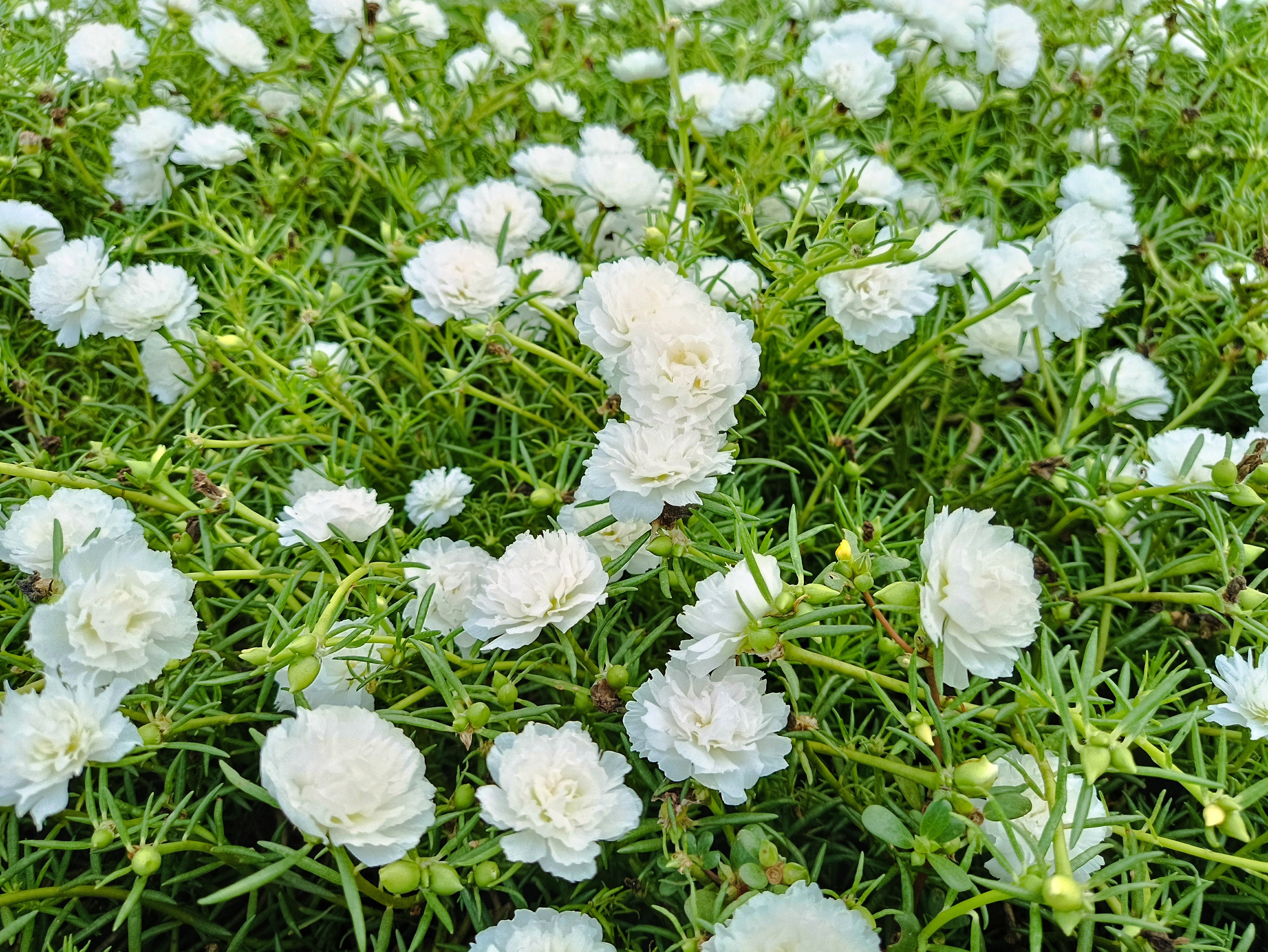 moss rose succulent 100 White PORTULACA Grandiflora / MOSS ROSE Succulent Flower Seeds