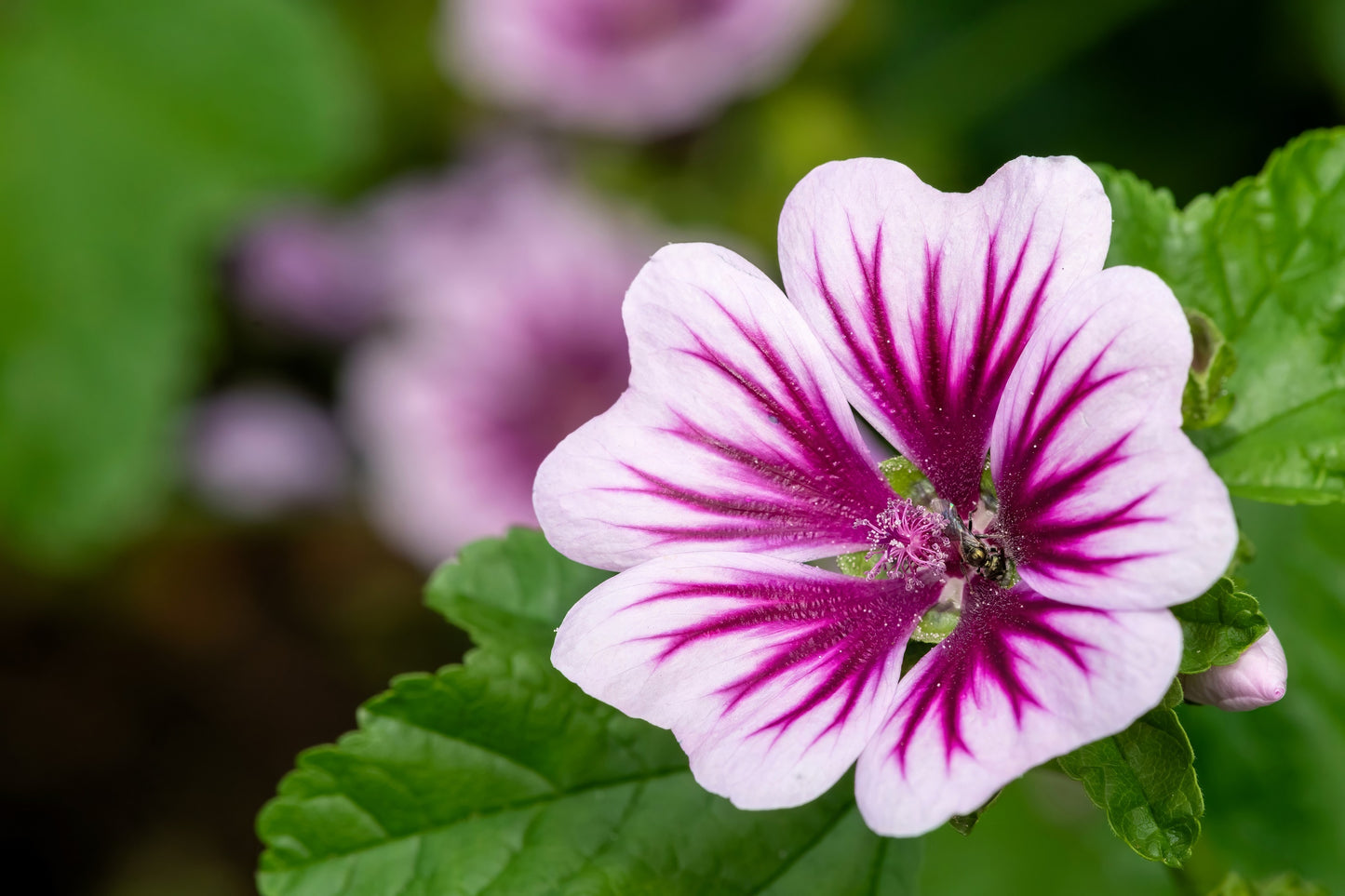 20 ZEBRA MALLOW Malva sylvestris var. Zebrina Flower Seeds