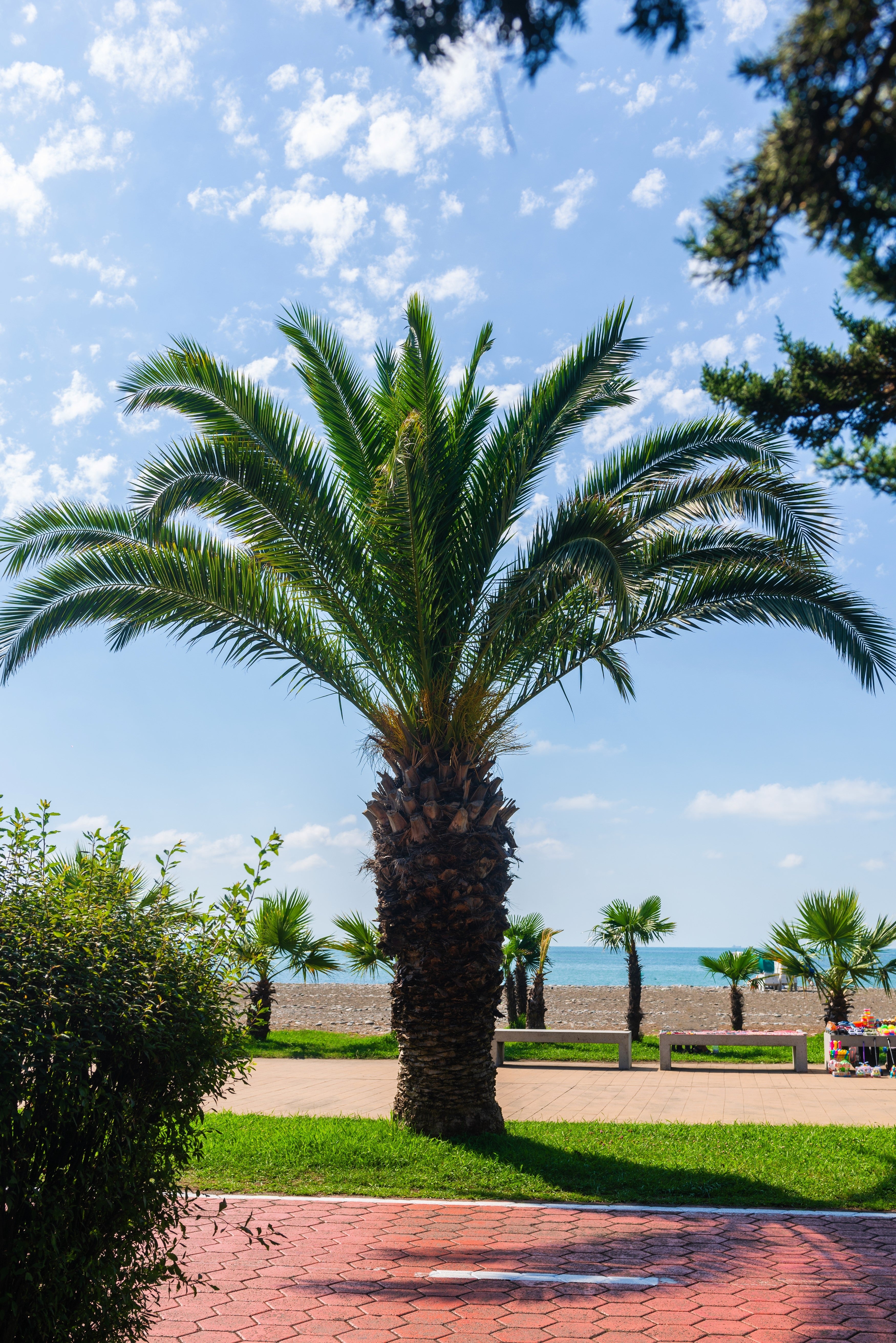 pygmy palm plant 10 PYGMY DATE PALM Phoenix Roebelenii Dwarf Miniature Ornamental Fruit – Seedville USA