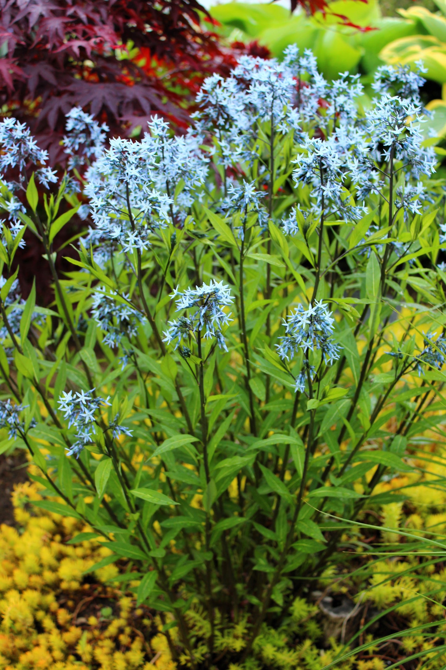 10 SHINING BLUESTAR Ozark or Showy Blue Star Amsonia Illustris Flower Seeds