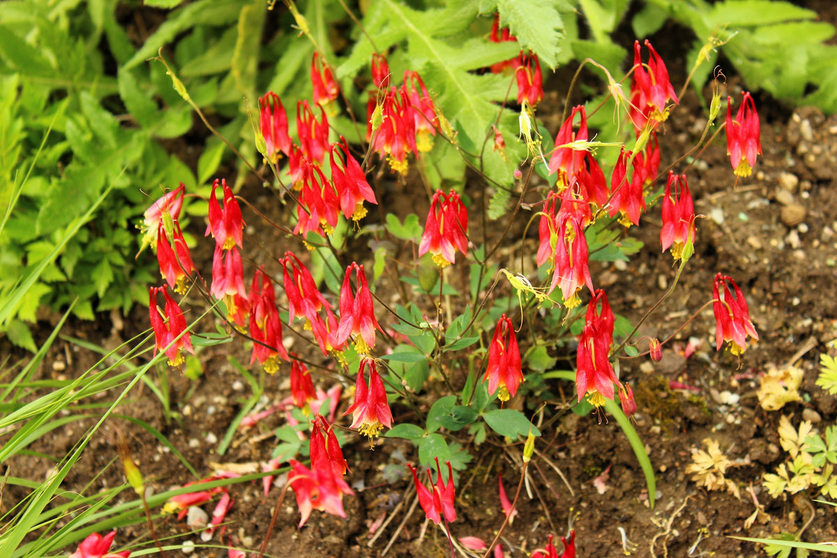 100 WILD / CANADIAN COLUMBINE Aquilegia Canadensis Red & Yellow Native Sun or Shade Flower Seeds