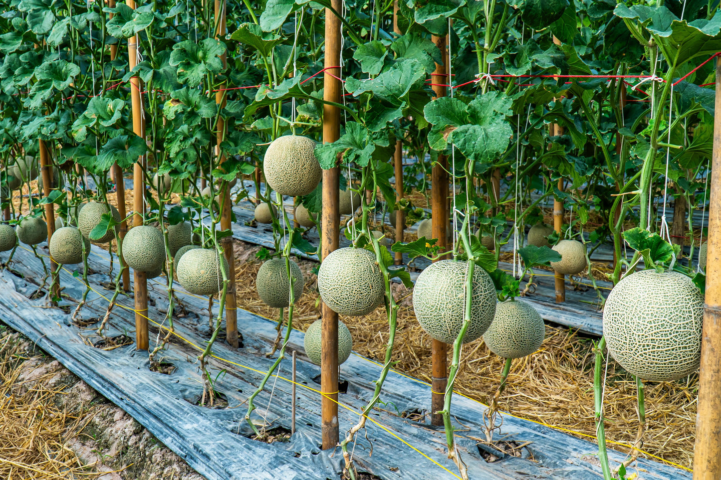 75 Green Flesh ROCKY FORD CANTALOUPE Muskmelon Cucumis Melo Melon Fruit Seeds