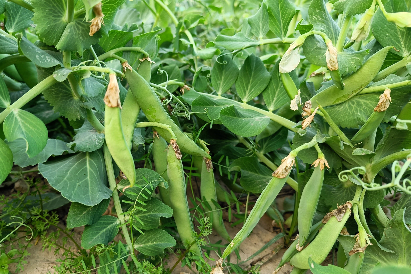 50 AUSTRIAN WINTER PEA Caley Flower Pisum Sativum Ground Cover Crop Legume Seeds