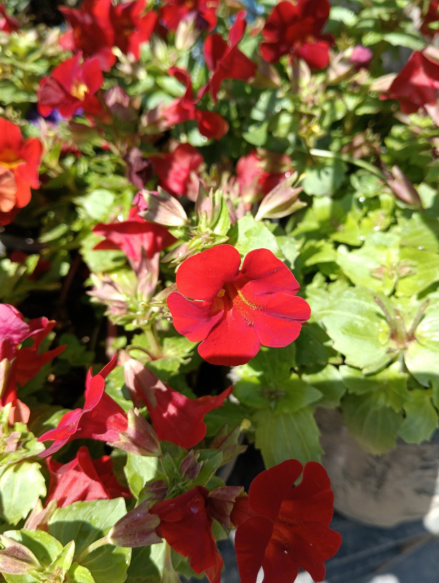 100 Twinkle RED MONKEY FLOWER Mimulus Seeds