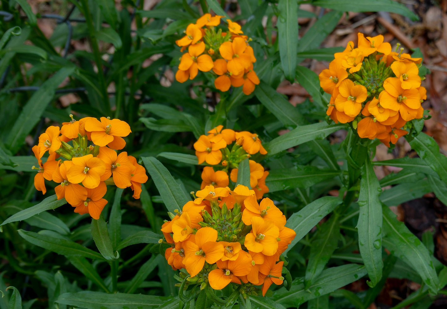 500 SIBERIAN WALLFLOWER Erysimum Cheiranthus Allionii Orange Flower Seeds