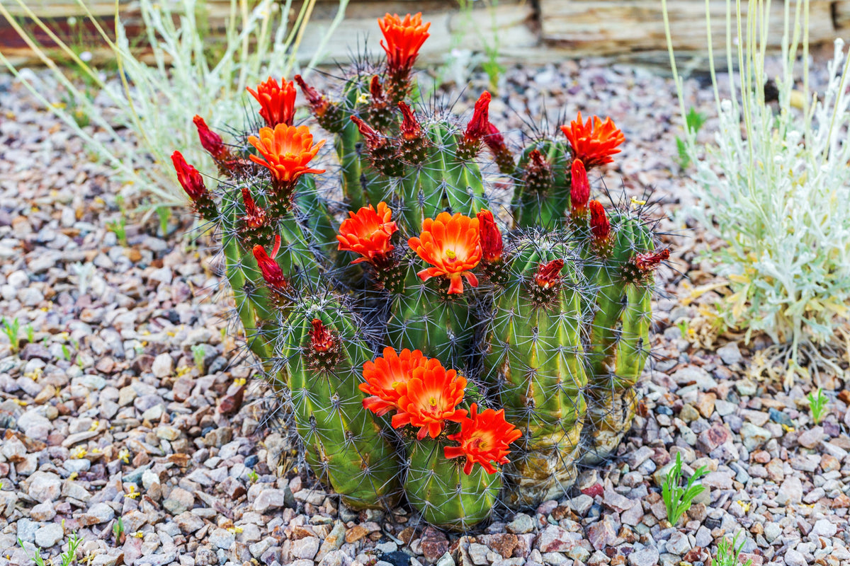 50 CACTUS MIX 'Finest Mixed' Succulent Flower Plant Seeds
