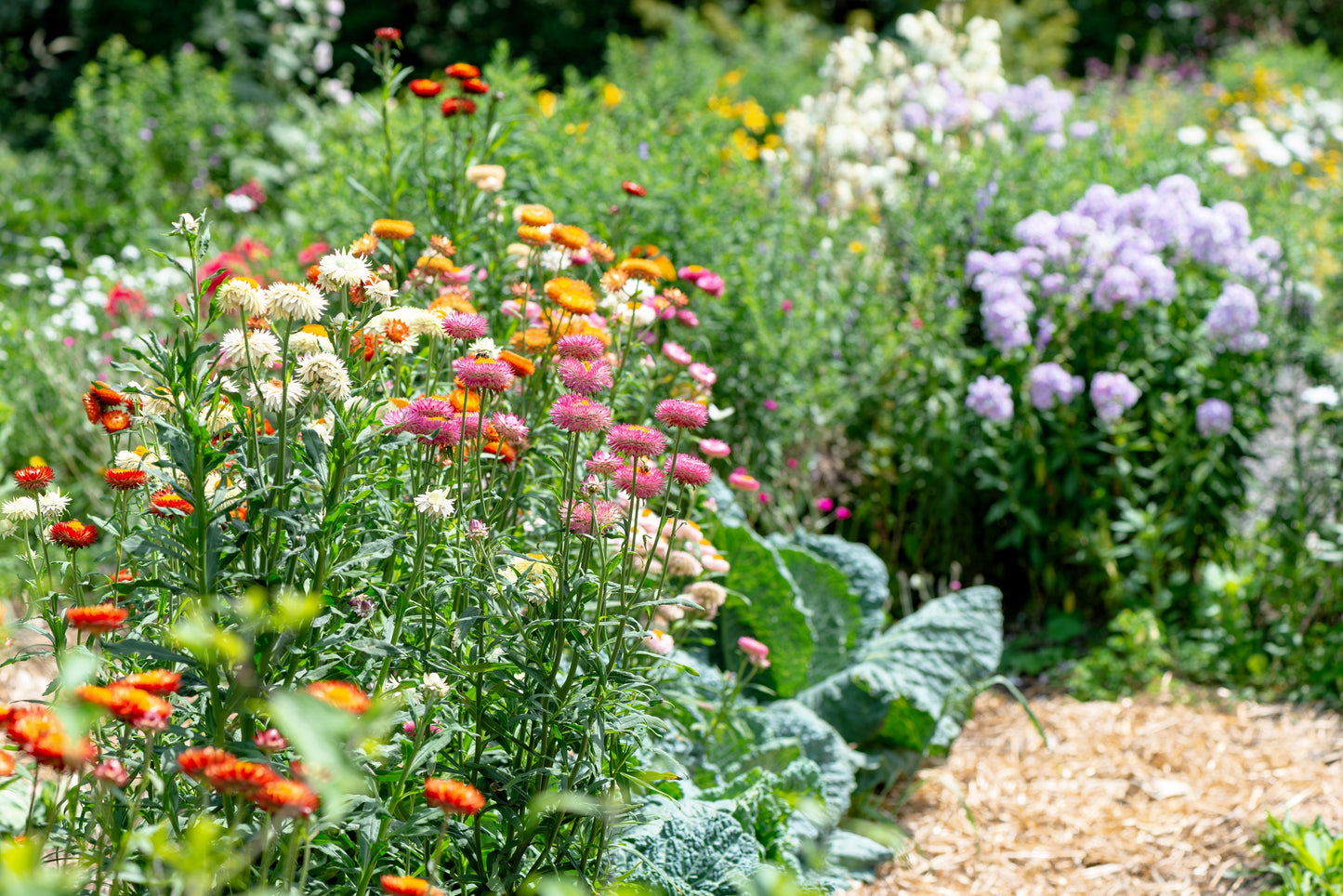 100 TALL Double MIXED Colors STRAWFLOWER Xerochrysum Bracteatum Helichrysum Monstrosum Flower Seeds