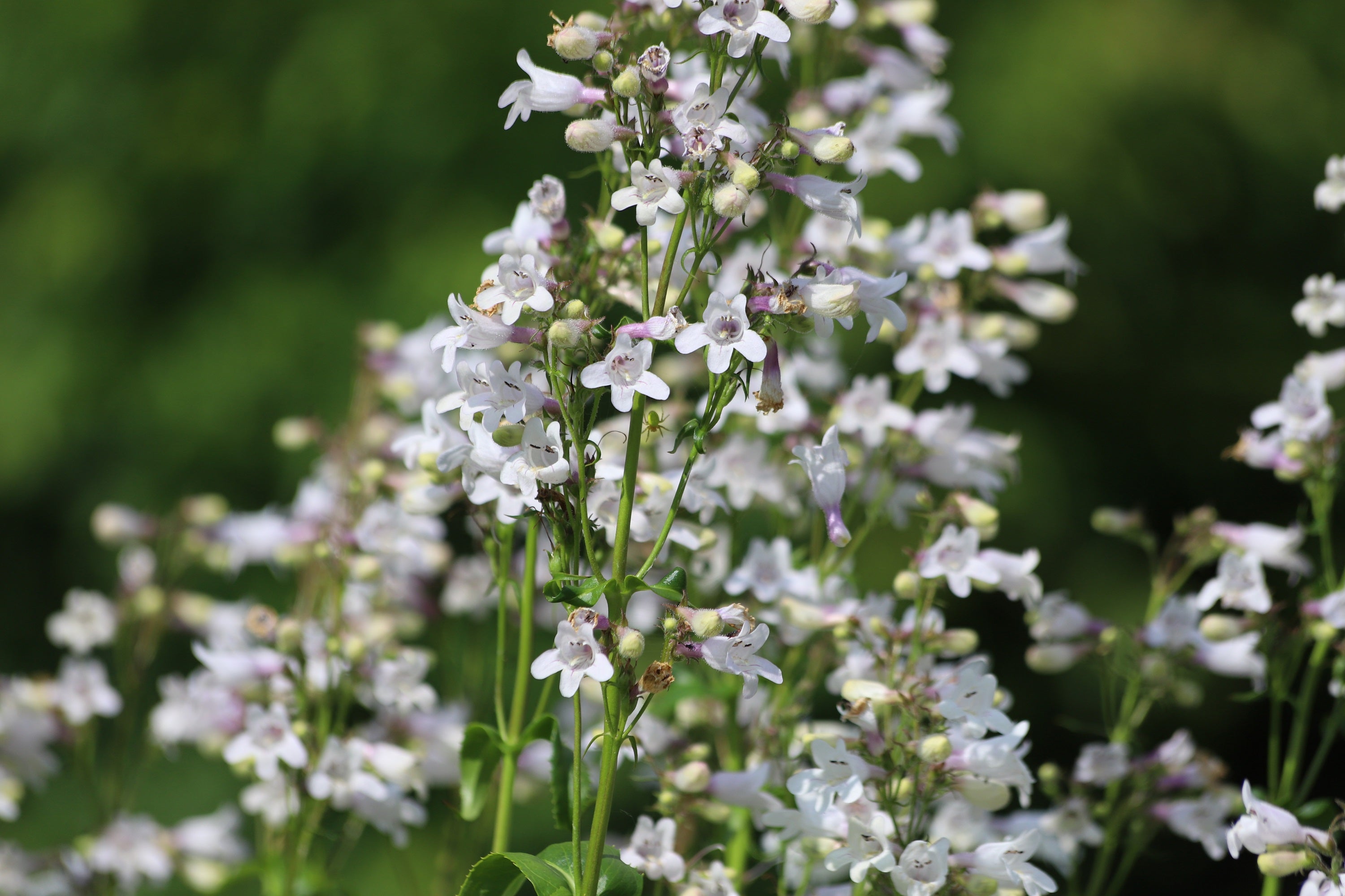 white digitalis plants 1000 WHITE FOXGLOVE BEARDTONGUE Penstemon Digitalis Flower Seeds –  Seedville USA