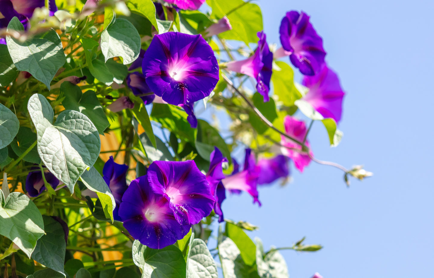 100 PURPLE MORNING GLORY Ipomoea Nil Flower Vine Seeds