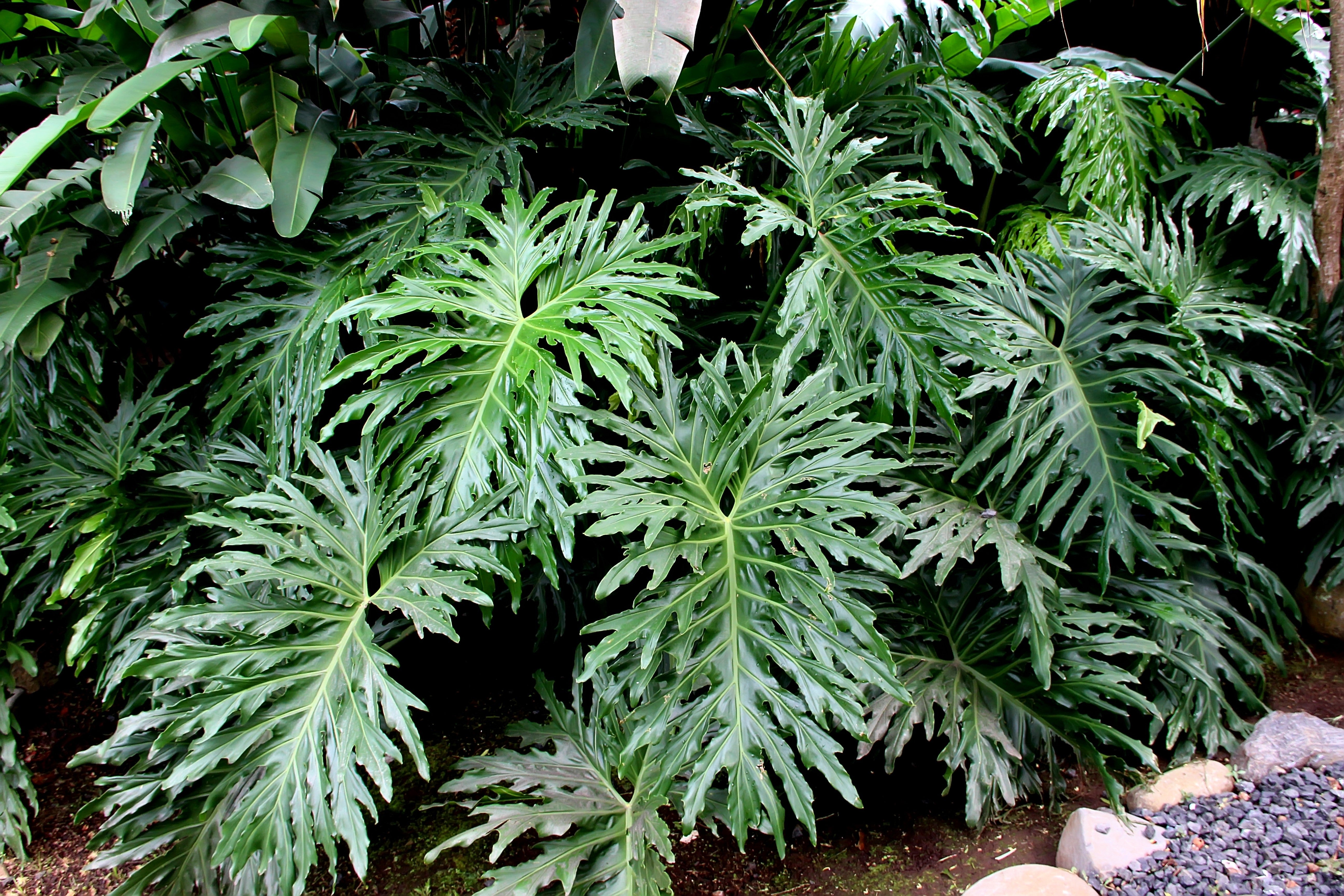 philodendron lancelot 15 Lacy TREE PHILODENDRON Split Leaf Cut-leaf Selloum House Plant Seed – Seedville USA